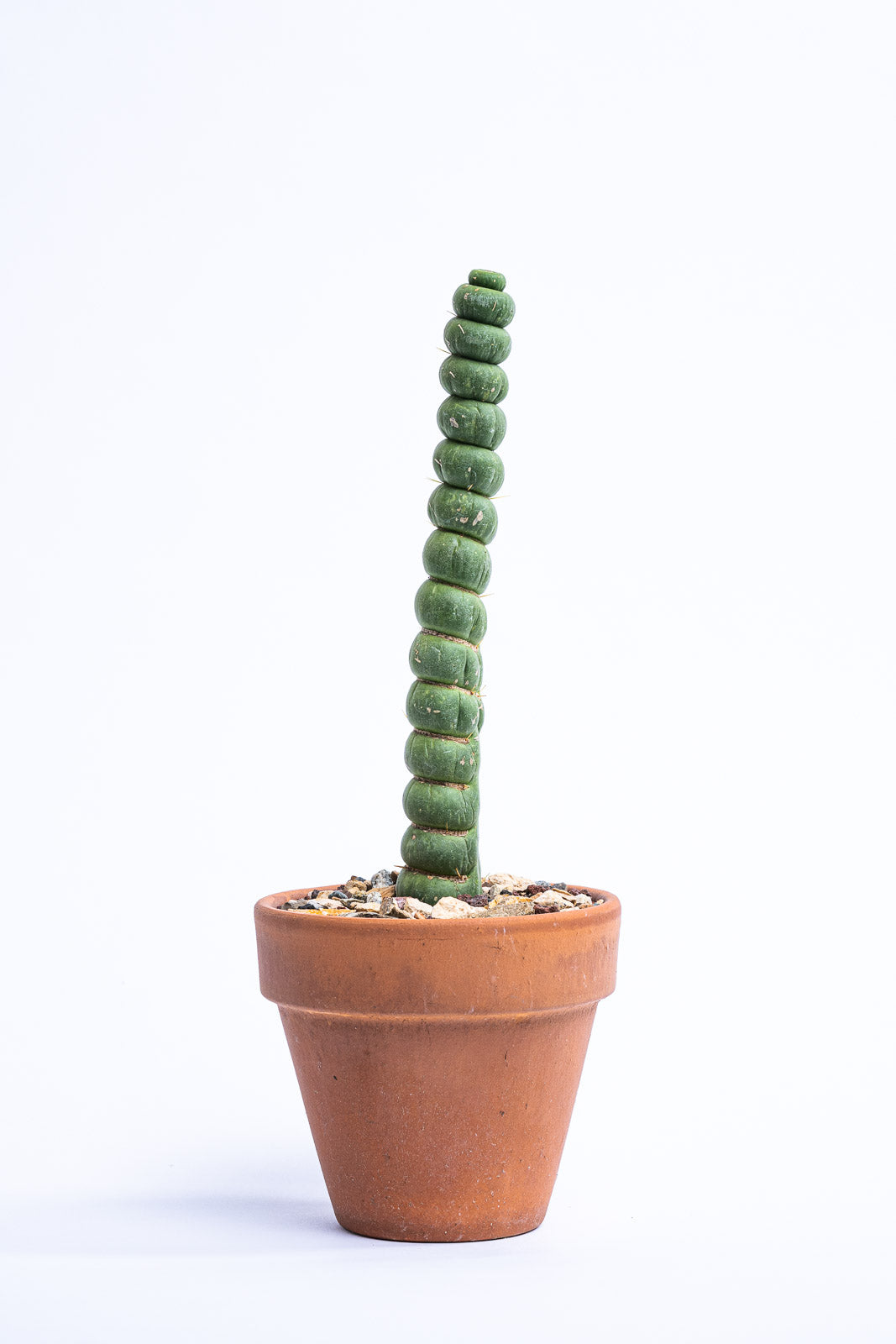 Rare Live Cactus  - Eulychnia Castanea Spiralis - Twisted Rare Succulent - Unicorn Horn Cactus