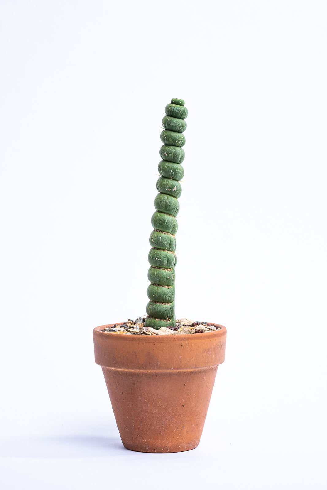 Rare Live Cactus - Eulychnia Castanea Spiralis - Twisted Rare Succulent - Unicorn Horn Cactus