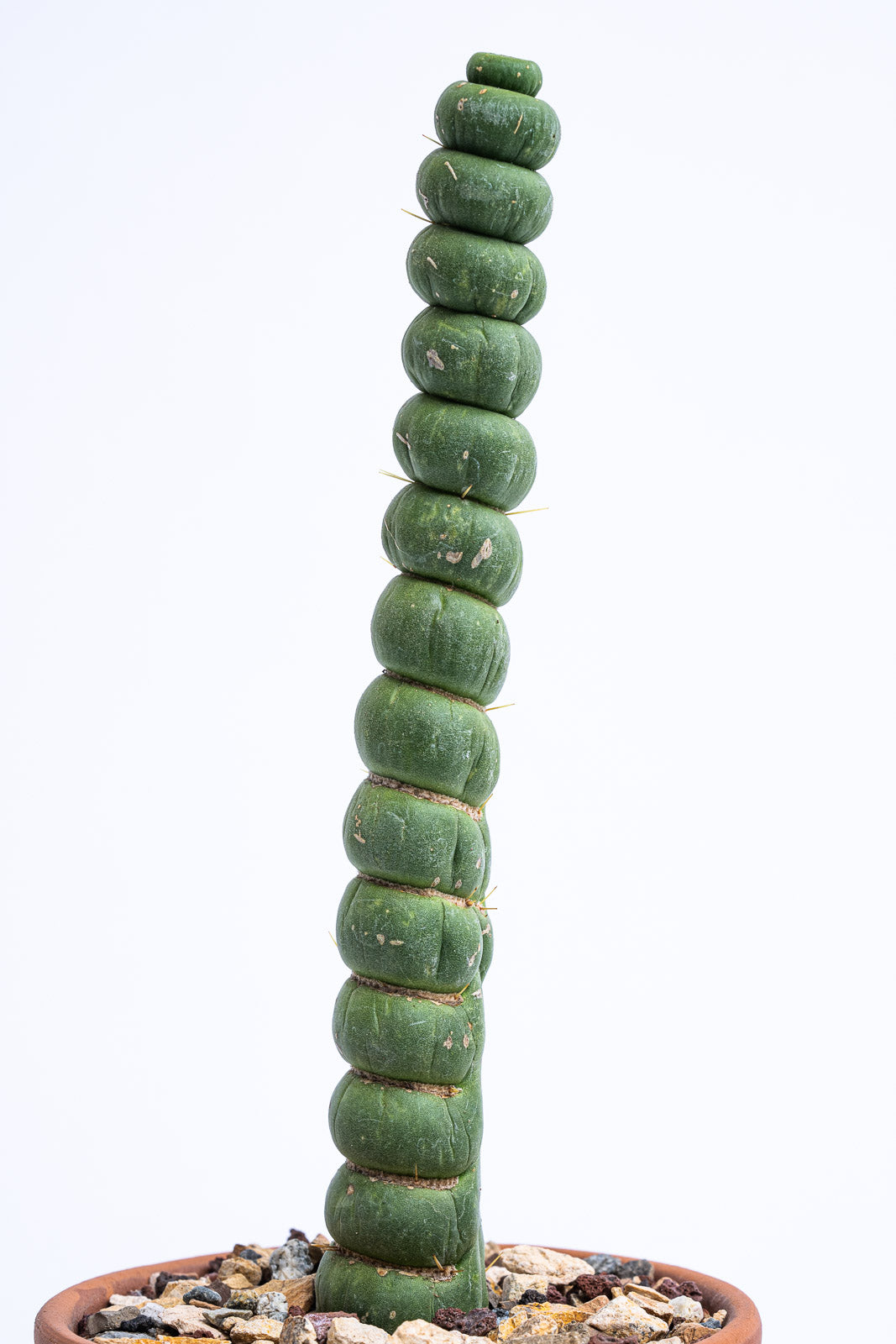 Rare Live Cactus - Eulychnia Castanea Spiralis - Twisted Rare Succulent - Unicorn Horn Cactus