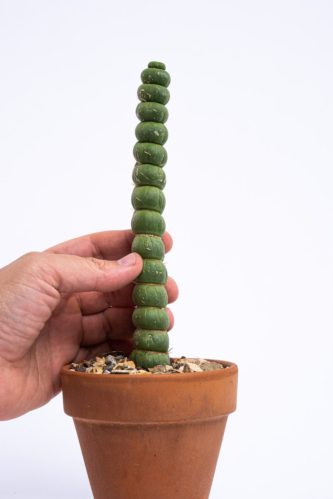 Rare Live Cactus - Eulychnia Castanea Spiralis - Twisted Rare Succulent - Unicorn Horn Cactus