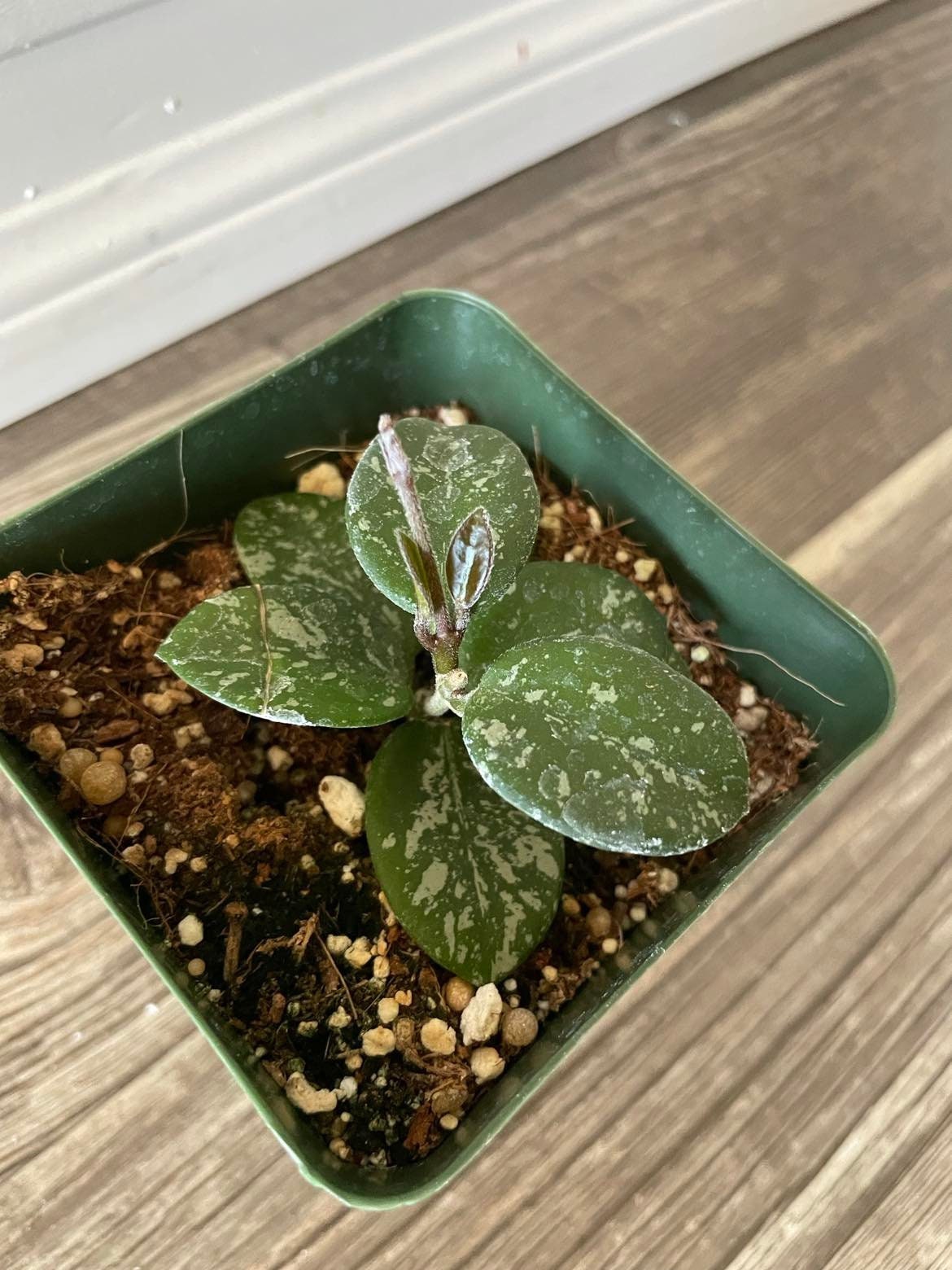 Hoya Mathilde Splash plant in a 4'' pot - rooted and ships in a pot. Perfect gift for plant lovers.