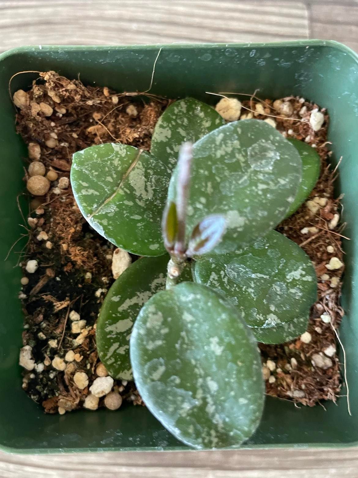 Hoya Mathilde Splash plant in a 4'' pot - rooted and ships in a pot. Perfect gift for plant lovers.