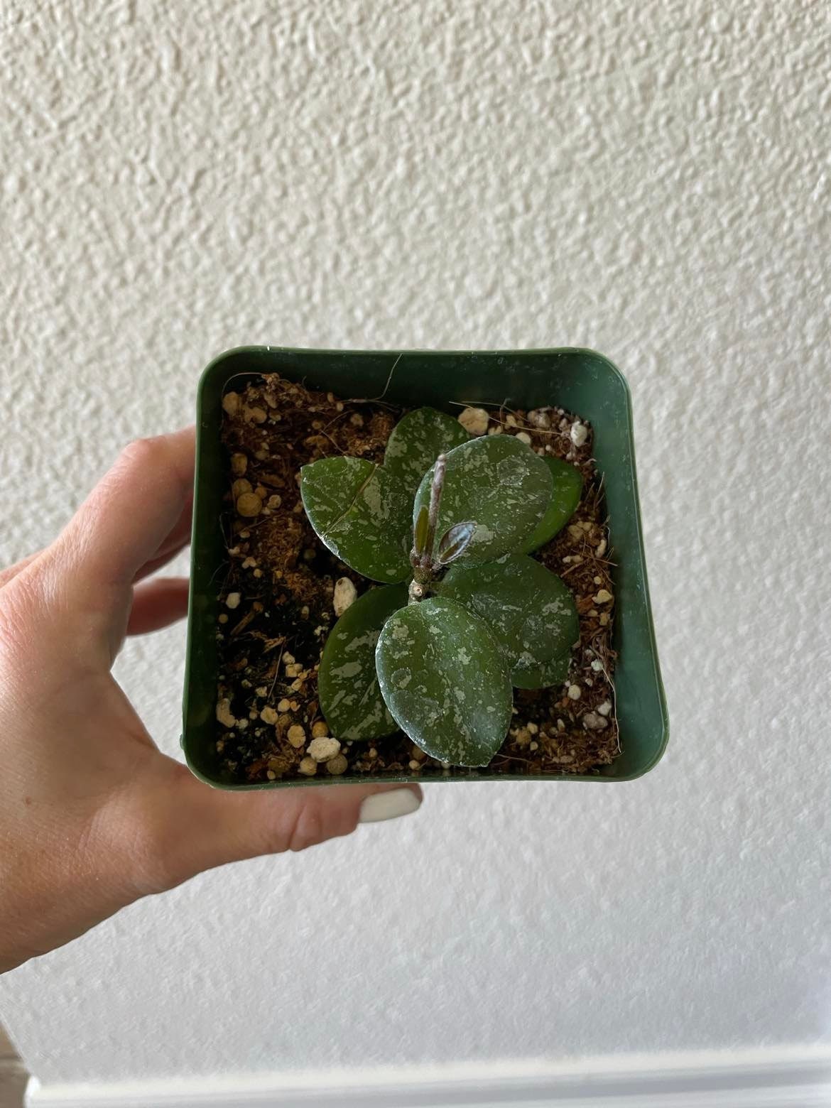 Hoya Mathilde Splash plant in a 4'' pot - rooted and ships in a pot. Perfect gift for plant lovers.