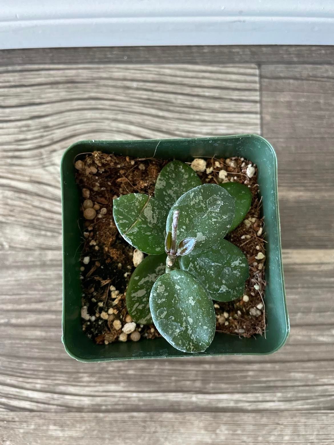 Hoya Mathilde Splash plant in a 4'' pot - rooted and ships in a pot. Perfect gift for plant lovers.
