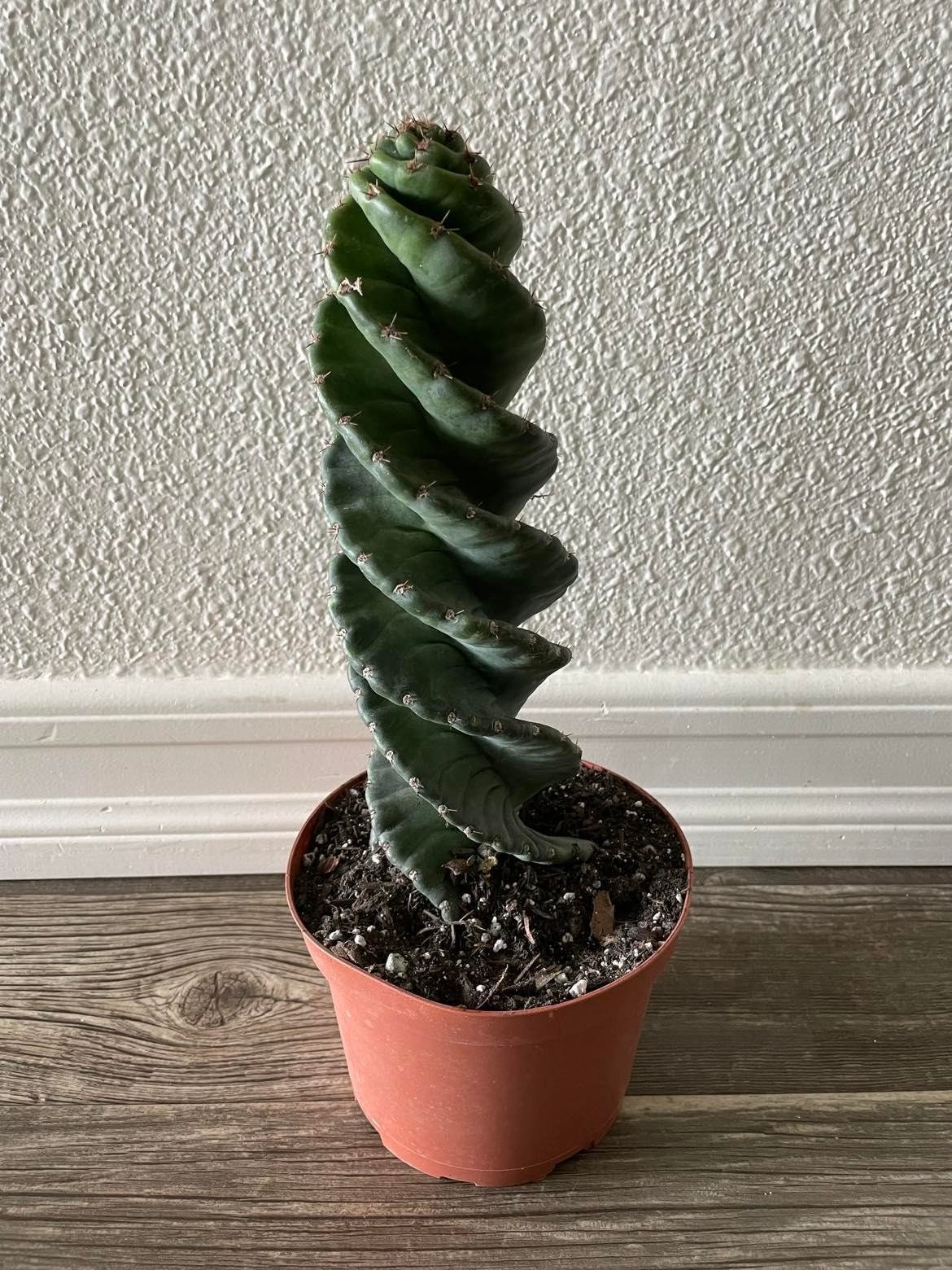 Spiral Cactus - Cereus forbesii 'Spiralis' - Twisted Rare Succulent -  Tornado Cactus Beefy Cactus