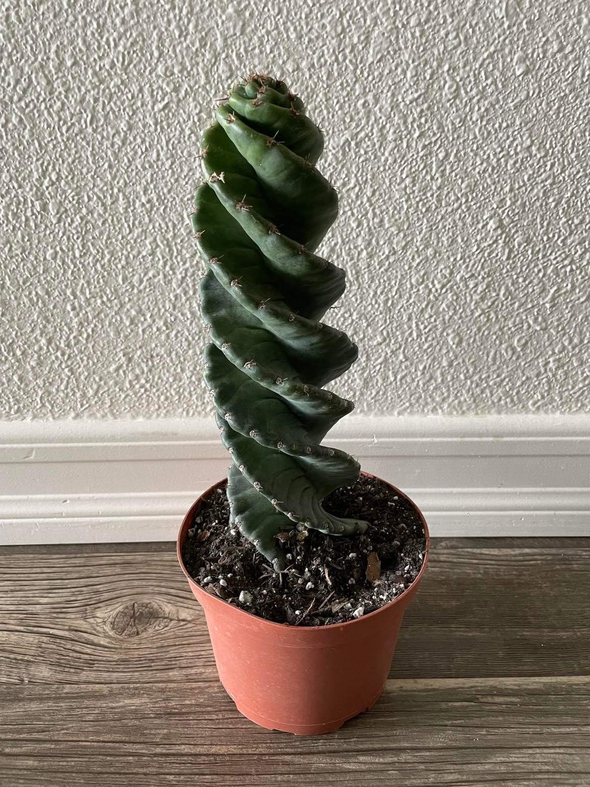 cereus succulent Spiral Cactus - Cereus forbesii 'Spiralis' - Twisted Rare Succulent