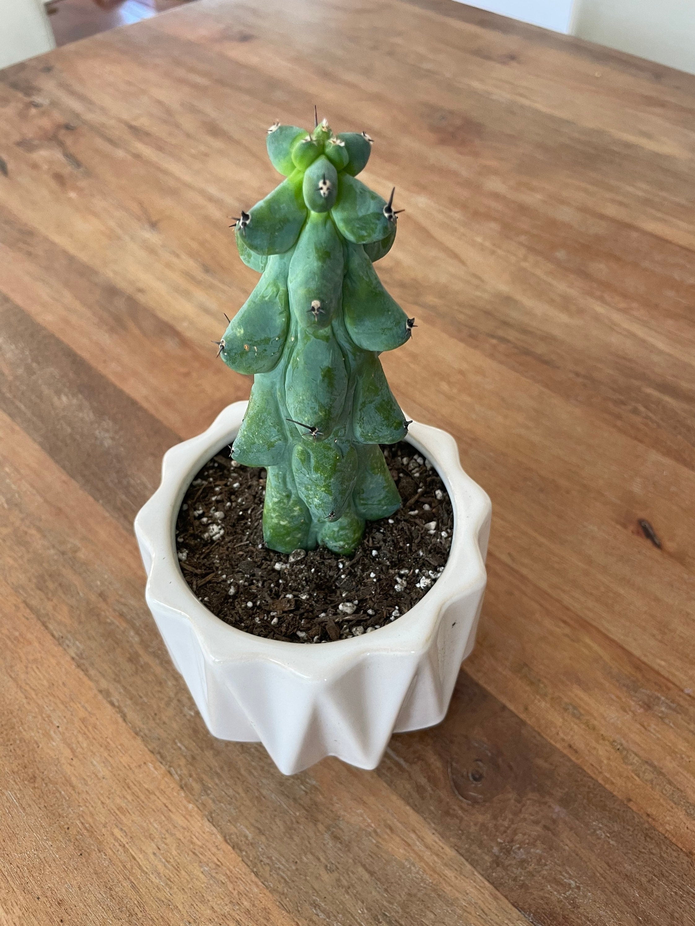 booby succulent Myrtillocactus Geometrizans