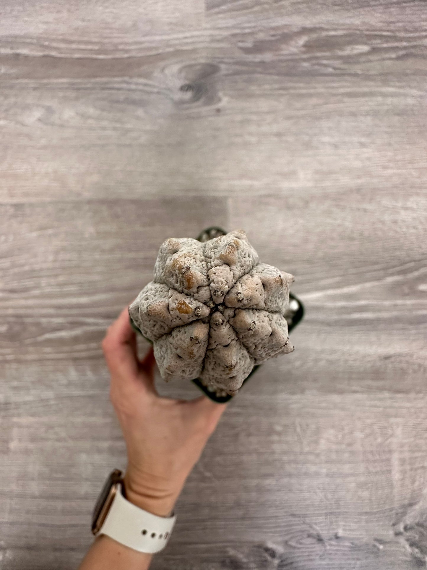 Euphorbia Abdelkuri Grey - Rare Cactus Succulent Live Weird Looking Cactus, Unique Cactus