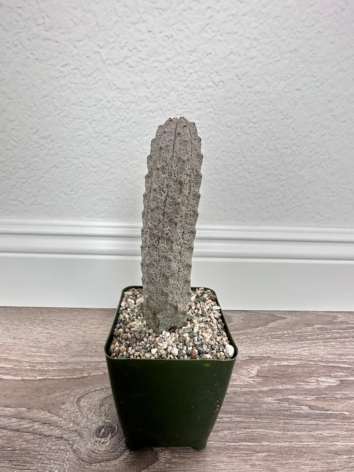 Euphorbia Abdelkuri Grey - Rare Cactus Succulent Live Weird Looking Cactus, Unique Cactus