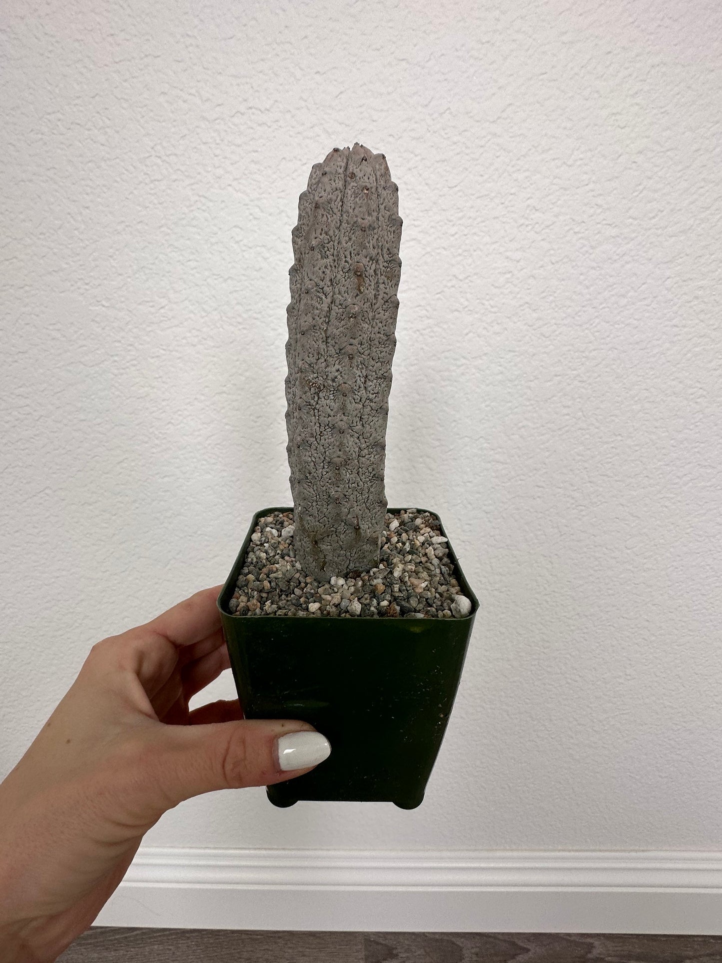 Euphorbia Abdelkuri Grey - Rare Cactus Succulent Live Weird Looking Cactus, Unique Cactus