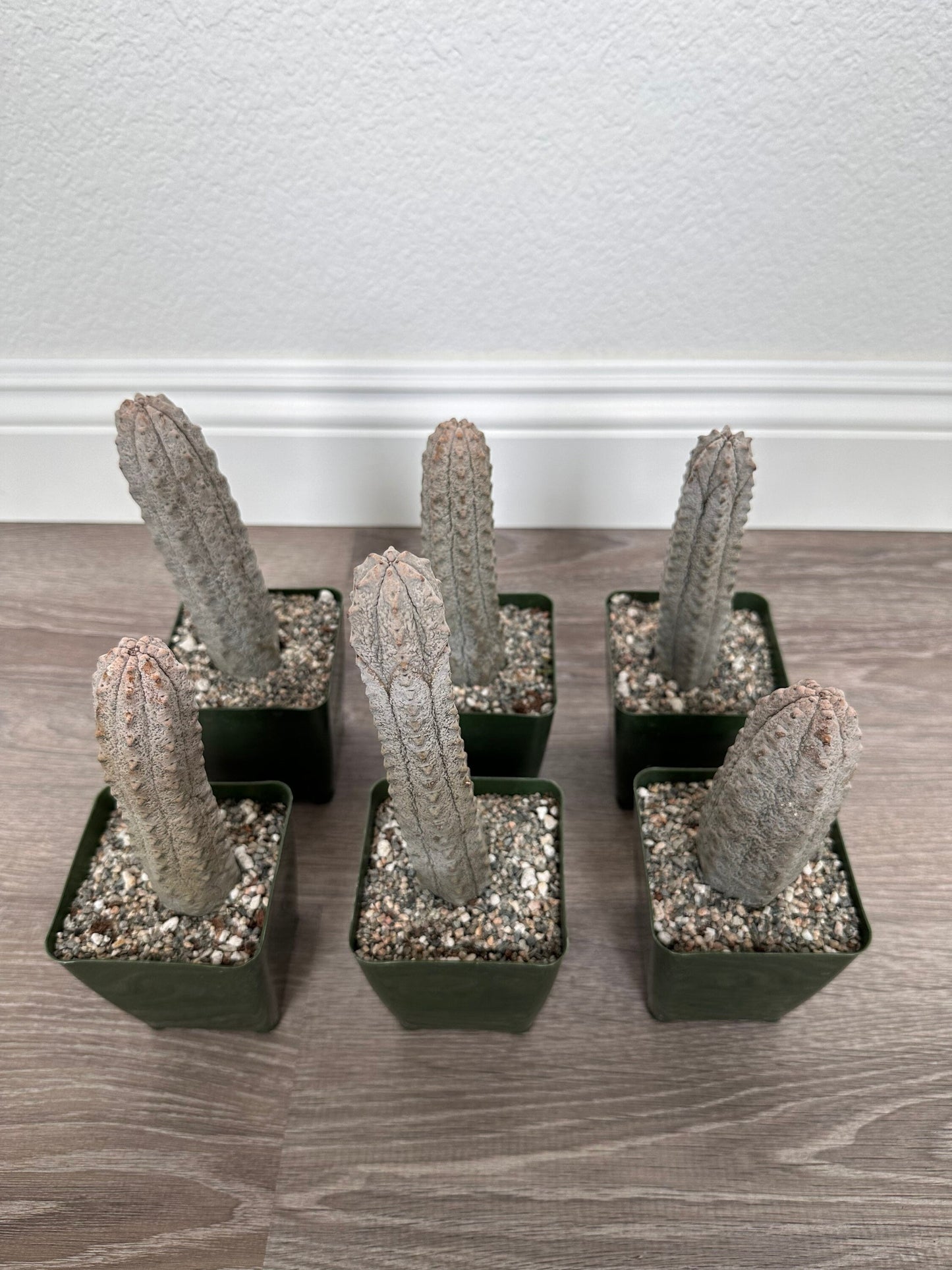Euphorbia Abdelkuri Grey - Rare Cactus Succulent Live Weird Looking Cactus, Unique Cactus