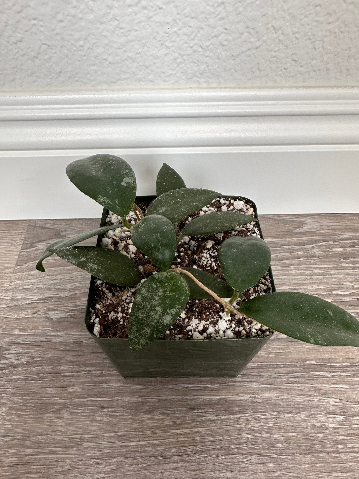 Hoya Caudata Sumatra plant in a 4'' pot - rooted and ships in a pot. Perfect gift for plant lovers.
