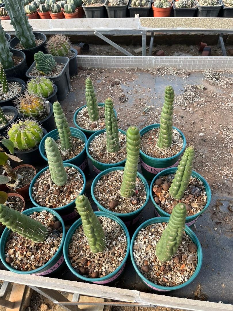 Rare Live Cactus - Eulychnia Castanea Spiralis - Twisted Rare Succulent - Unicorn Horn Cactus