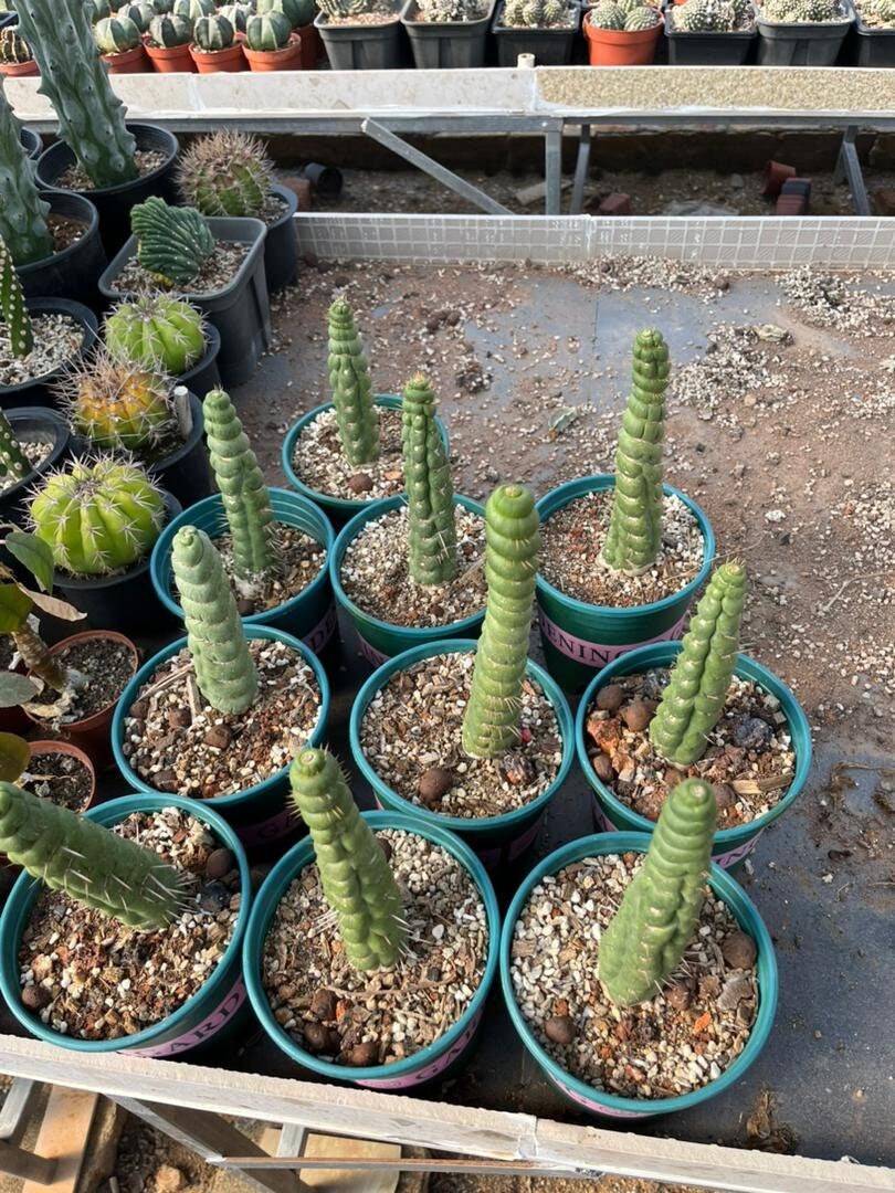 Rare Live Cactus  - Eulychnia Castanea Spiralis - Twisted Rare Succulent - Unicorn Horn Cactus