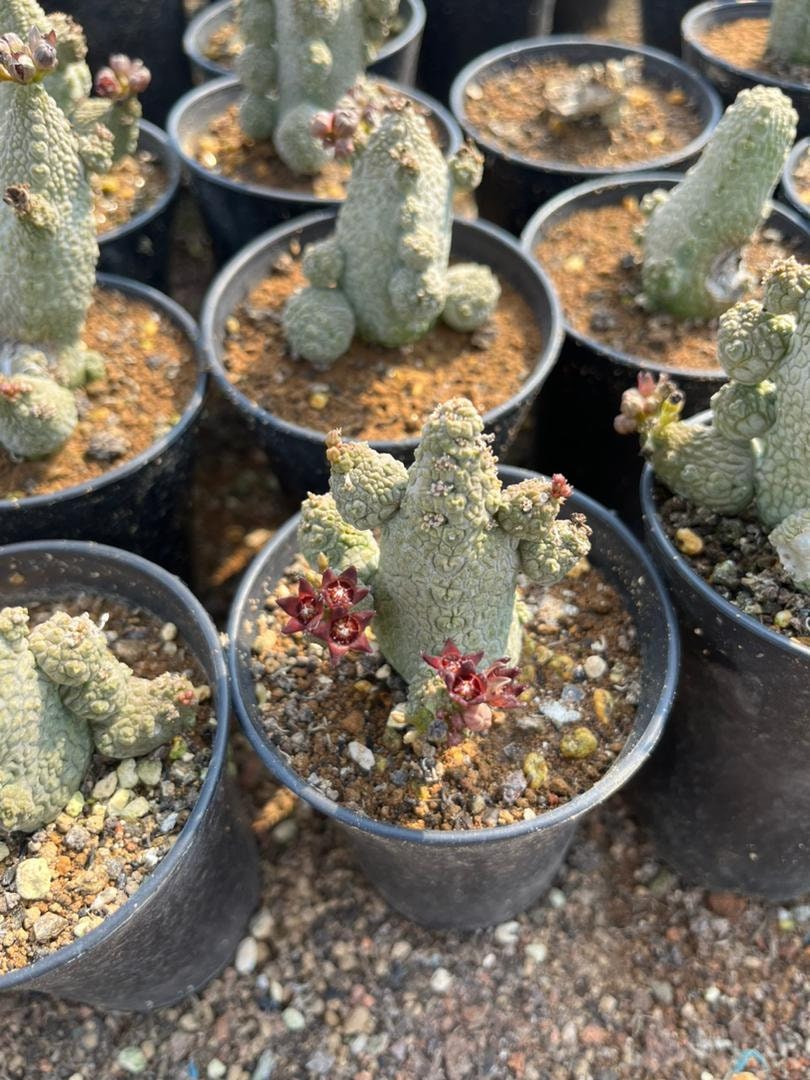 cactus plant that looks like little snakes Pseudolithos Caput-Viperae Rare Plant (2-2.5)