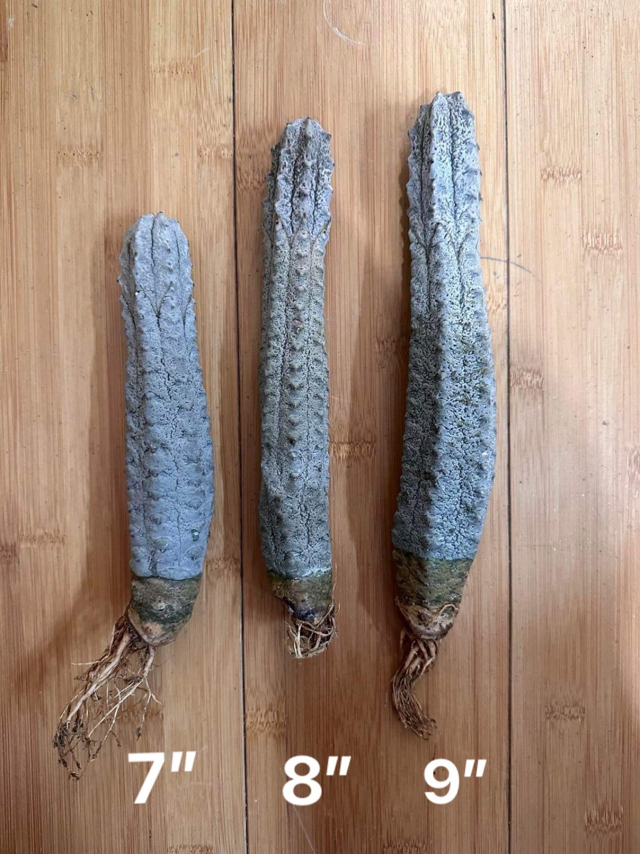 Euphorbia Abdelkuri Grey - Rare Cactus Succulent Live Weird Looking Cactus, Unique Cactus