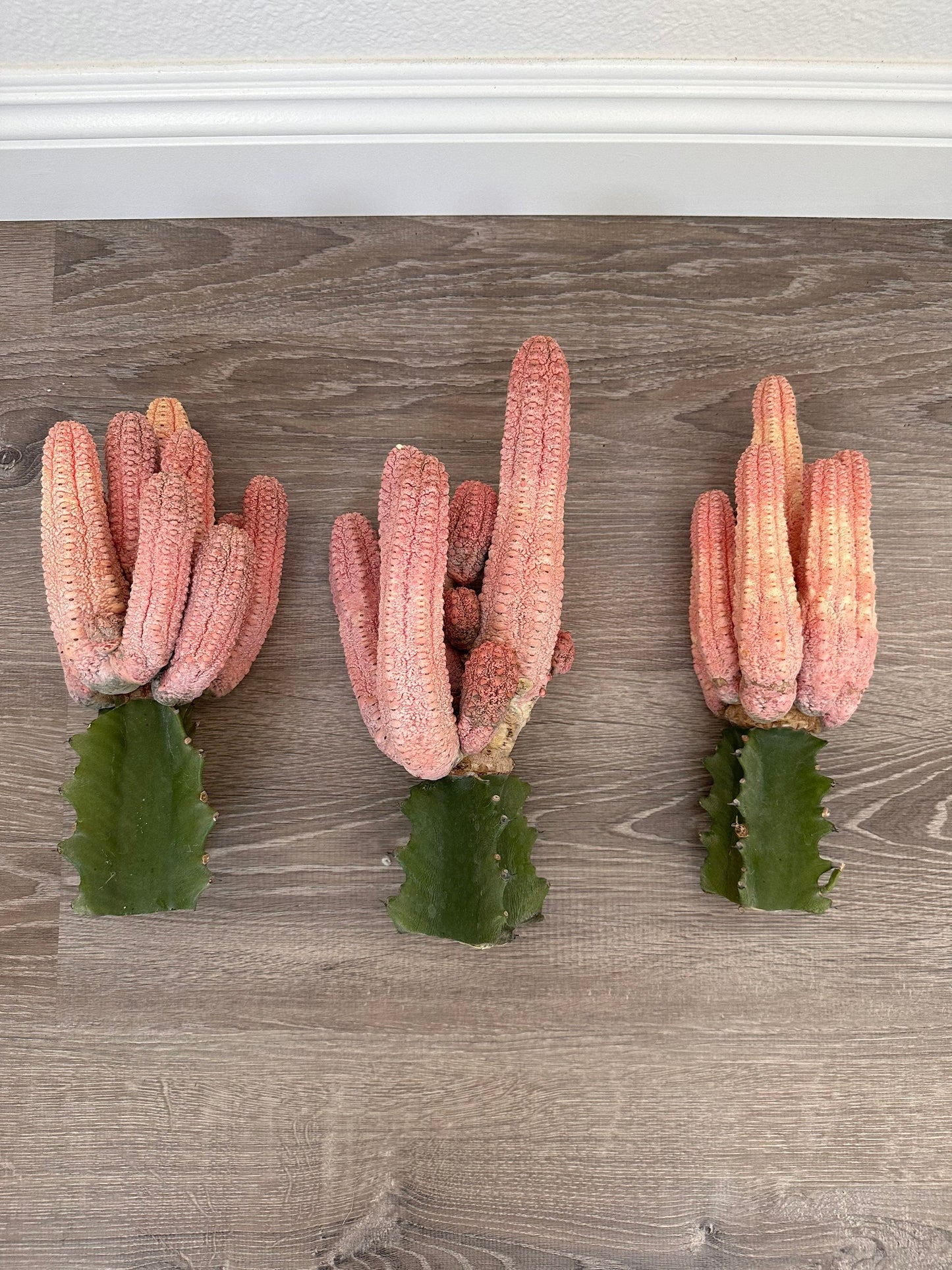 Euphorbia Abdelkuri Damask Pink Cluster or Single Option - Unique Live Cactus - Candelabra-like Succulent