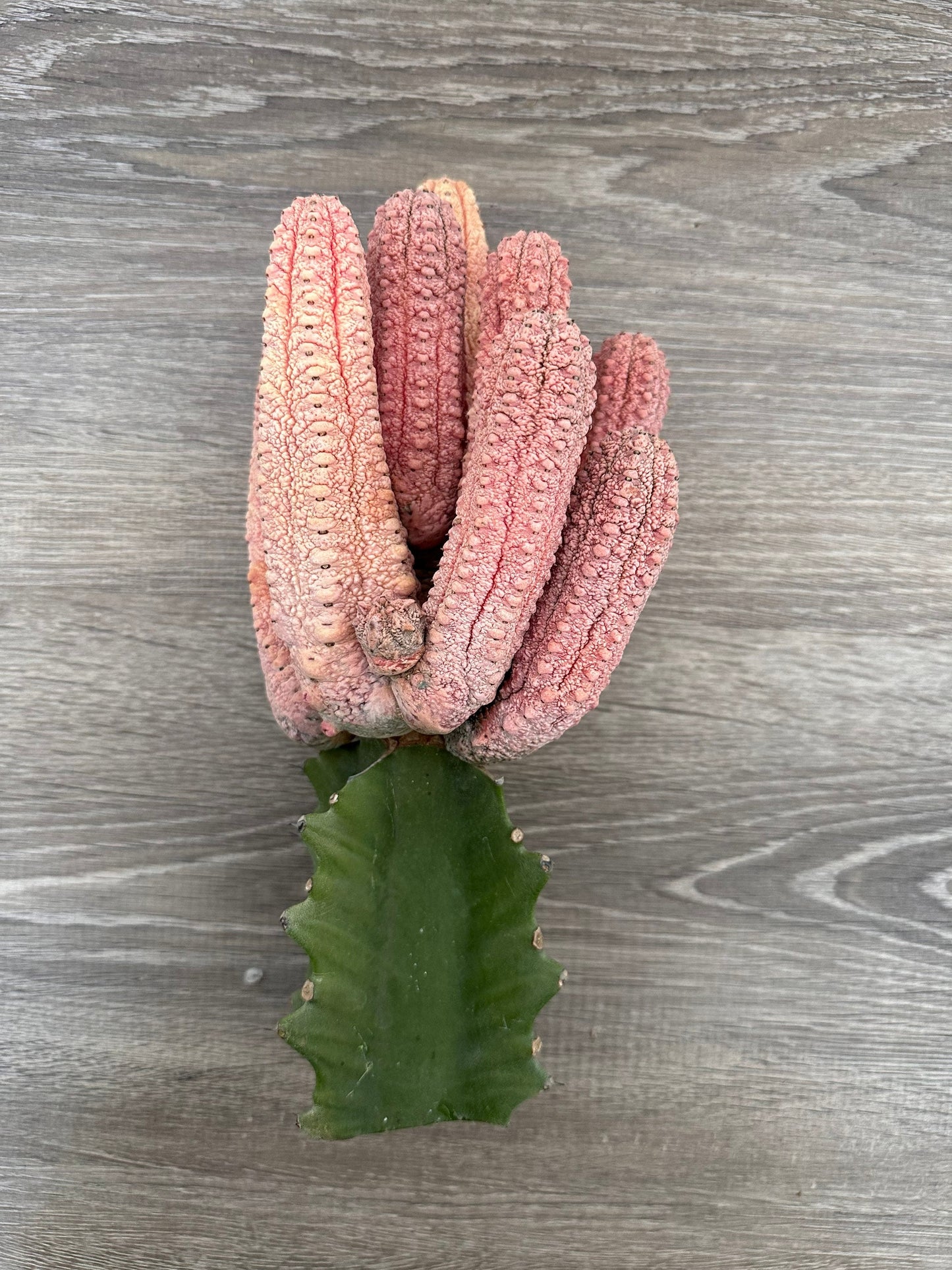 Euphorbia Abdelkuri Damask Pink Cluster or Single Option - Unique Live Cactus - Candelabra-like Succulent