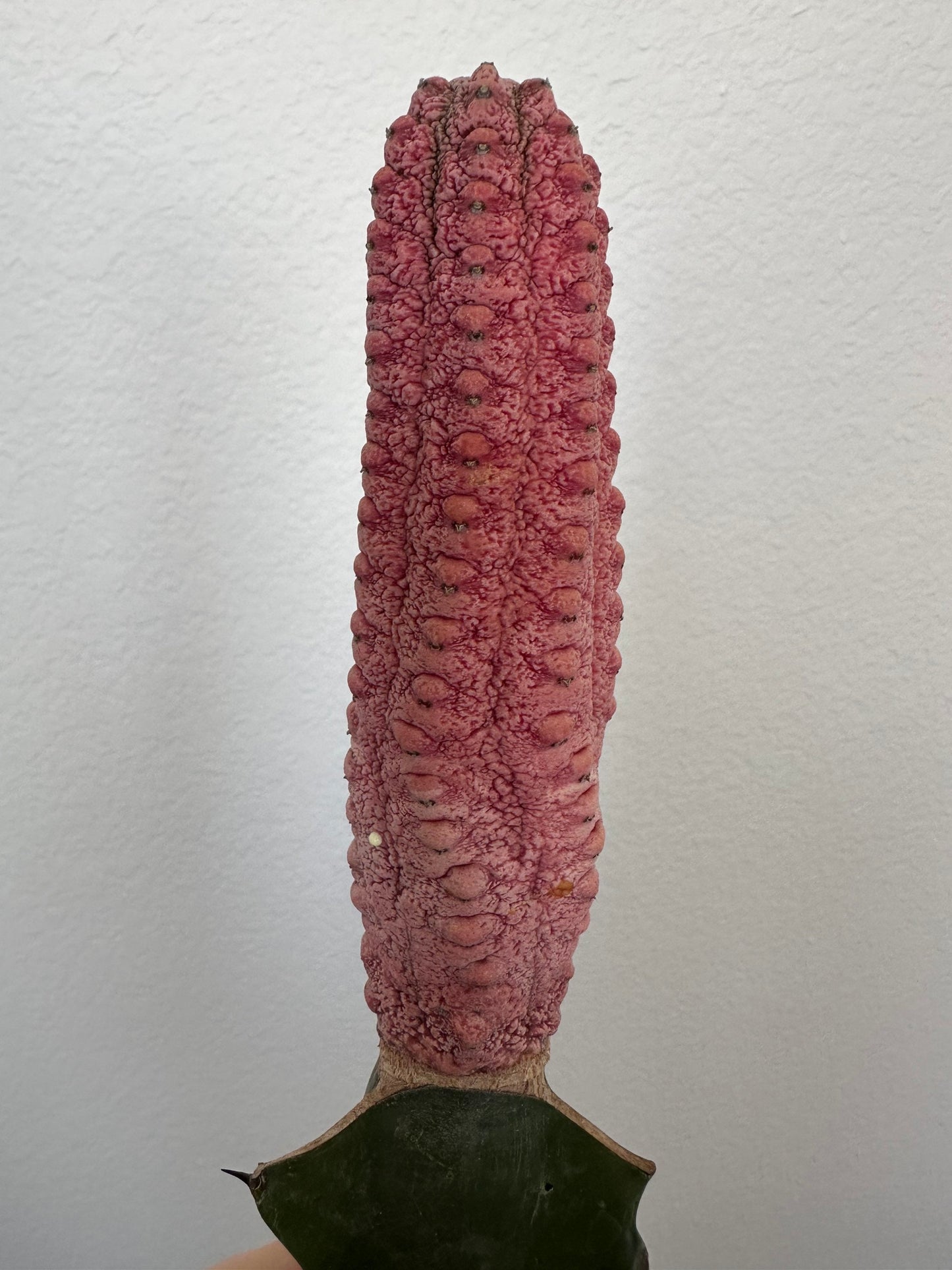 Euphorbia Abdelkuri Damask Pink Cluster or Single Option - Unique Live Cactus - Candelabra-like Succulent