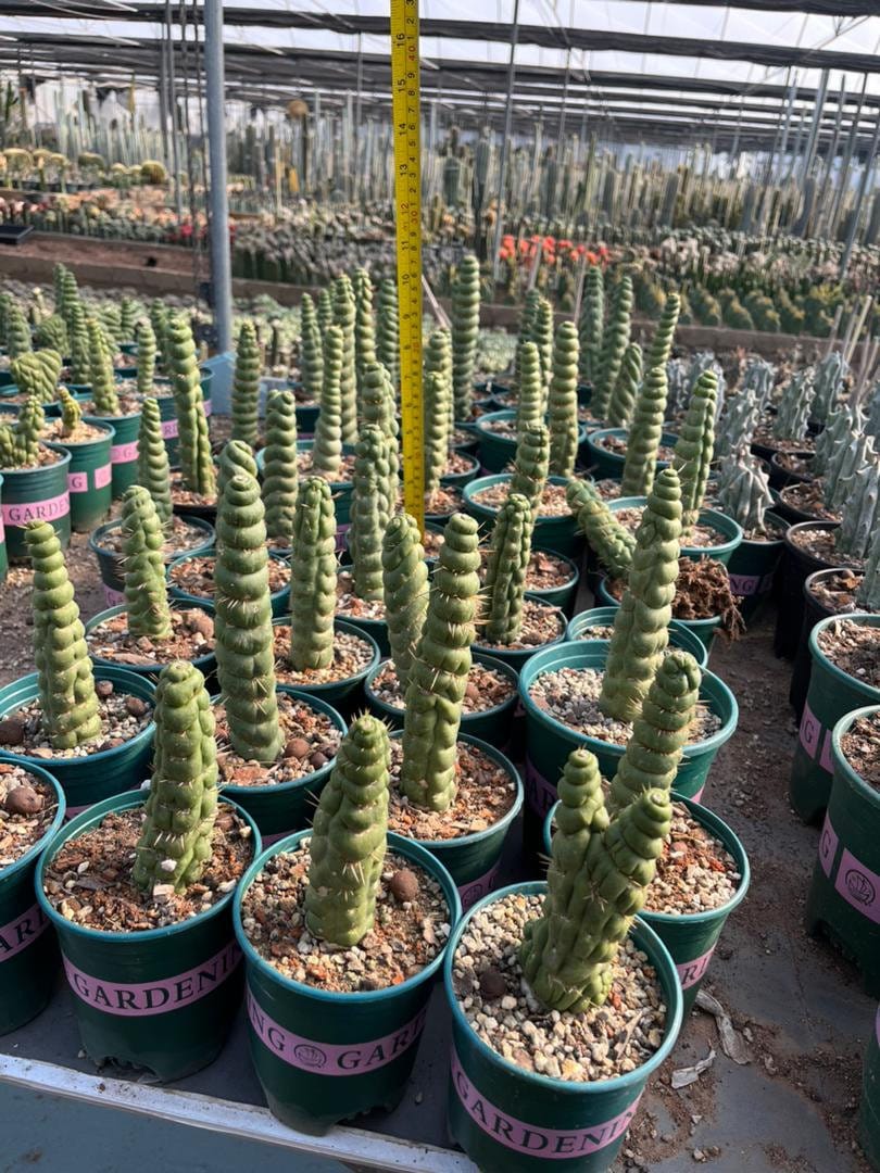 Rare Live Cactus  - Eulychnia Castanea Spiralis - Twisted Rare Succulent - Unicorn Horn Cactus