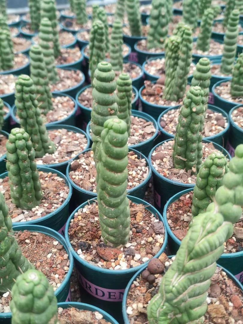 Rare Live Cactus  - Eulychnia Castanea Spiralis - Twisted Rare Succulent - Unicorn Horn Cactus