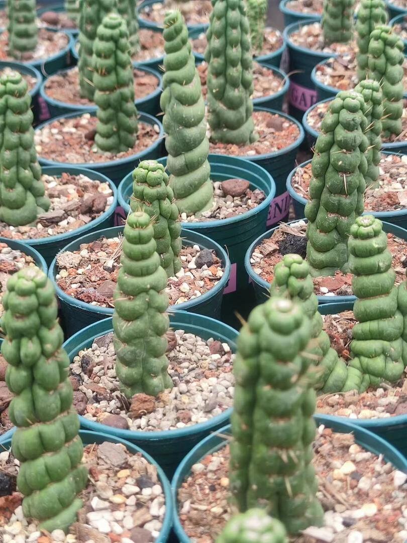 Rare Live Cactus  - Eulychnia Castanea Spiralis - Twisted Rare Succulent - Unicorn Horn Cactus