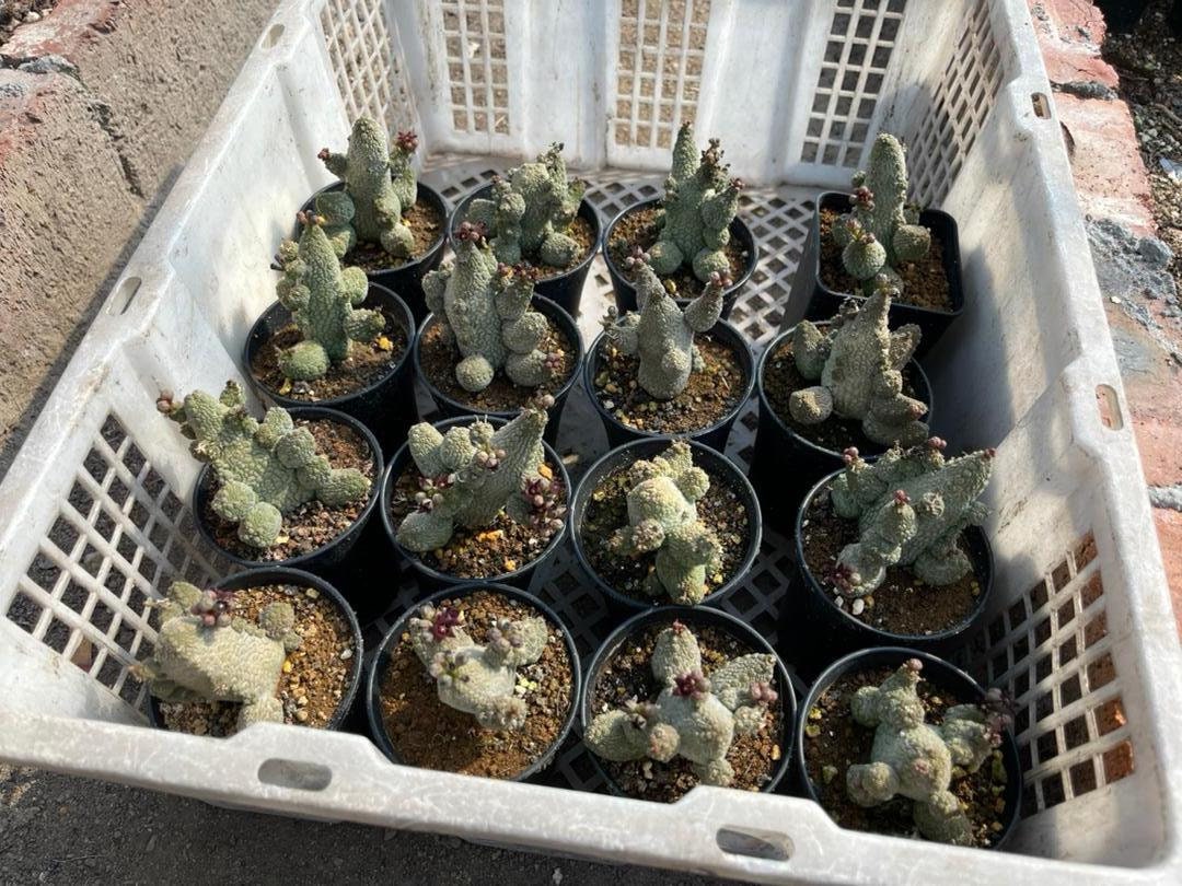 Pseudolithos Caput-Viperae Rare Plant (2-2.5) - Snake Head Pseudolithos - Viper's Head - Head of Viper Succulent