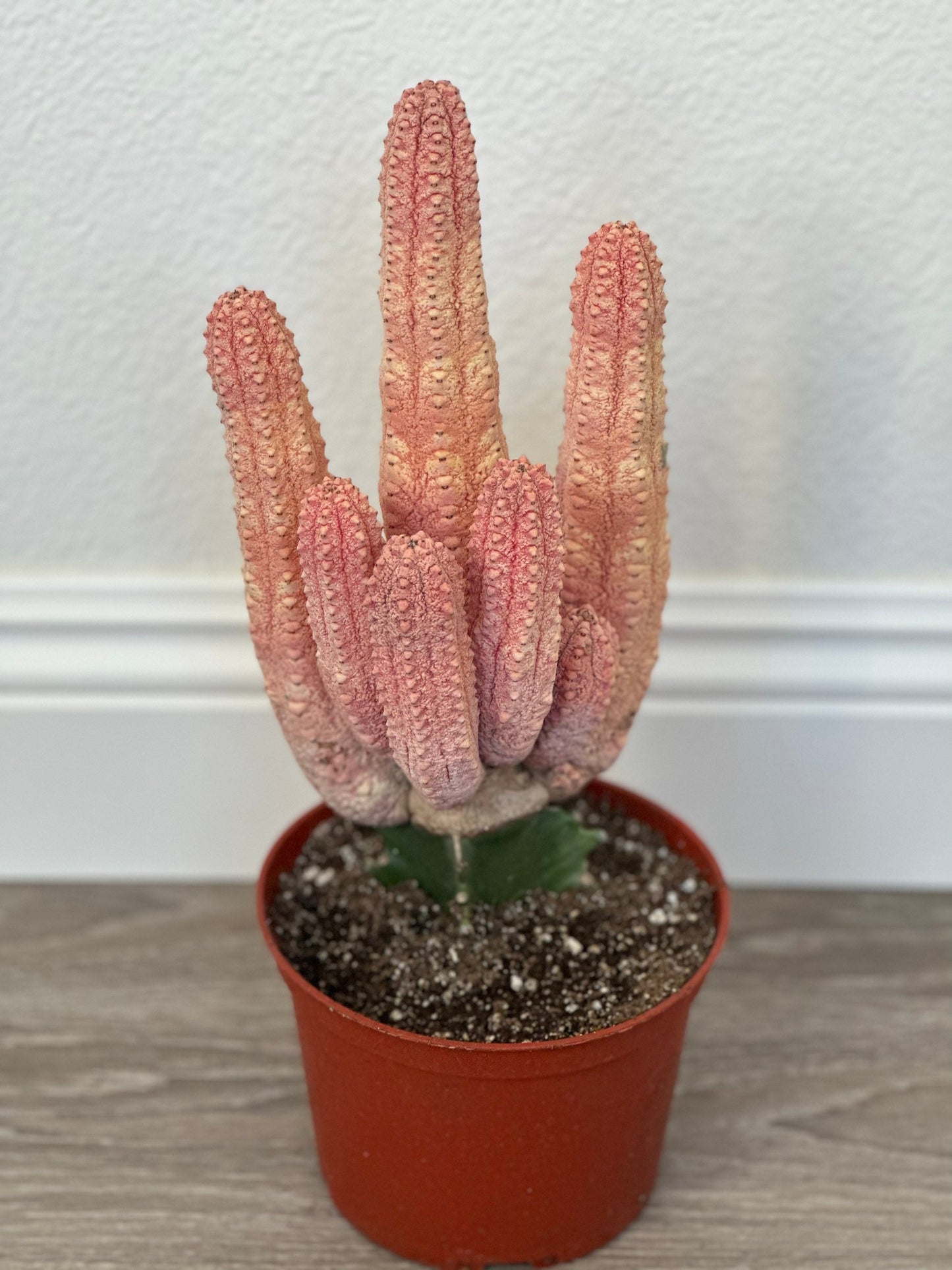Euphorbia Abdelkuri Damask Pink Cluster or Single Option - Unique Live Cactus - Candelabra-like Succulent
