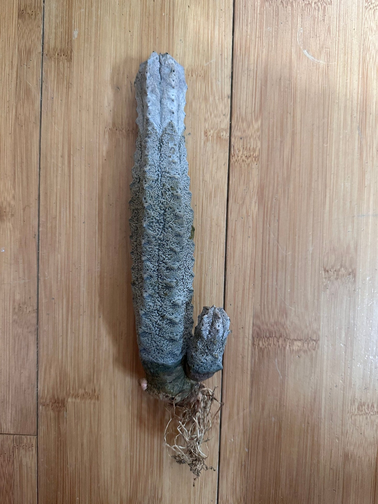 Euphorbia Abdelkuri Grey - Rare Cactus Succulent Live Weird Looking Cactus, Unique Cactus