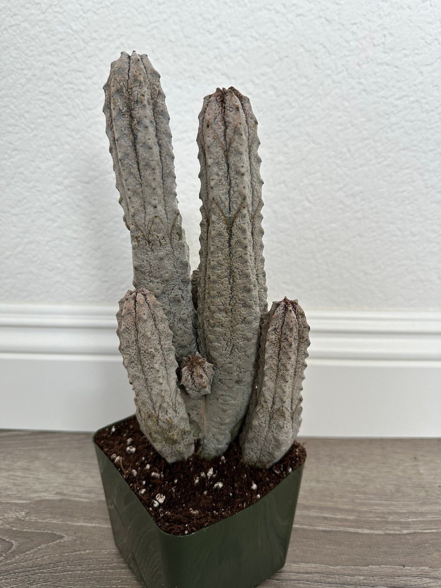 Euphorbia Abdelkuri Gray Cluster - Unique Live Cactus - Candelabra-like Succulent