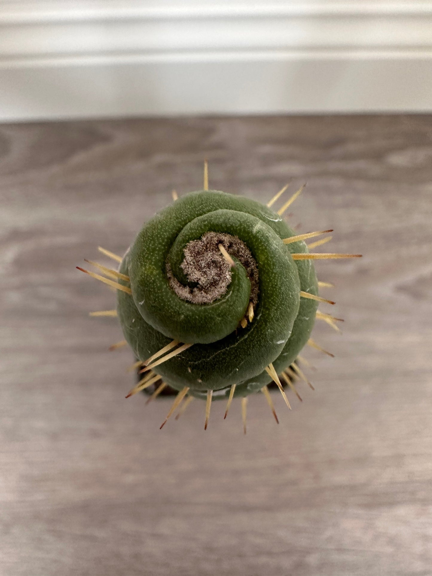 Rare Live Cactus - Eulychnia Castanea Spiralis - Twisted Rare Succulent - Unicorn Horn Cactus