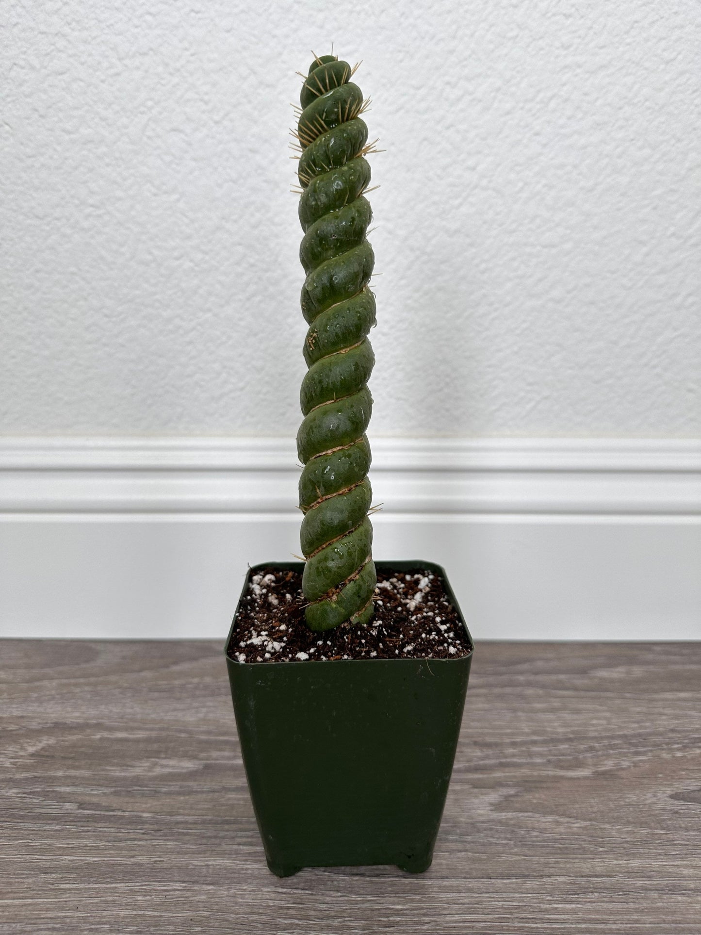 Rare Live Cactus - Eulychnia Castanea Spiralis - Twisted Rare Succulent - Unicorn Horn Cactus