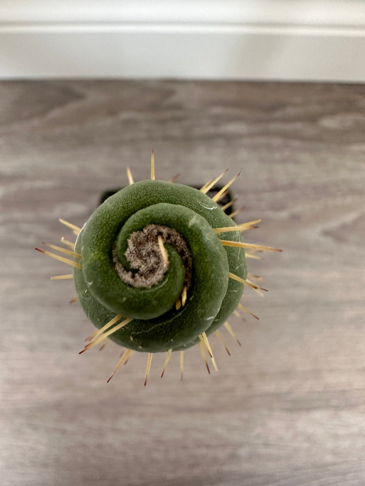 Rare Live Cactus  - Eulychnia Castanea Spiralis - Twisted Rare Succulent - Unicorn Horn Cactus