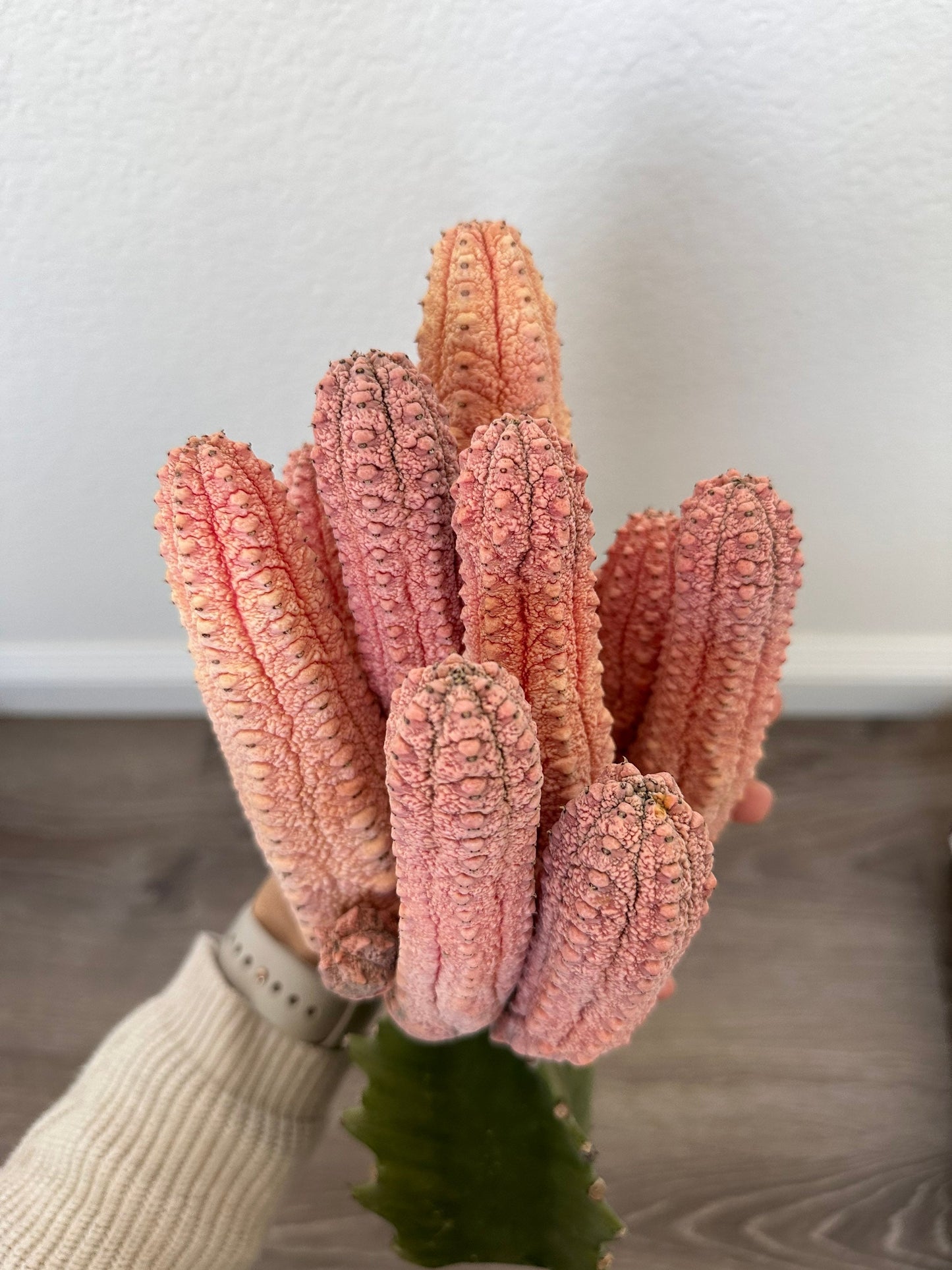 Euphorbia Abdelkuri Damask Pink Cluster or Single Option - Unique Live Cactus - Candelabra-like Succulent