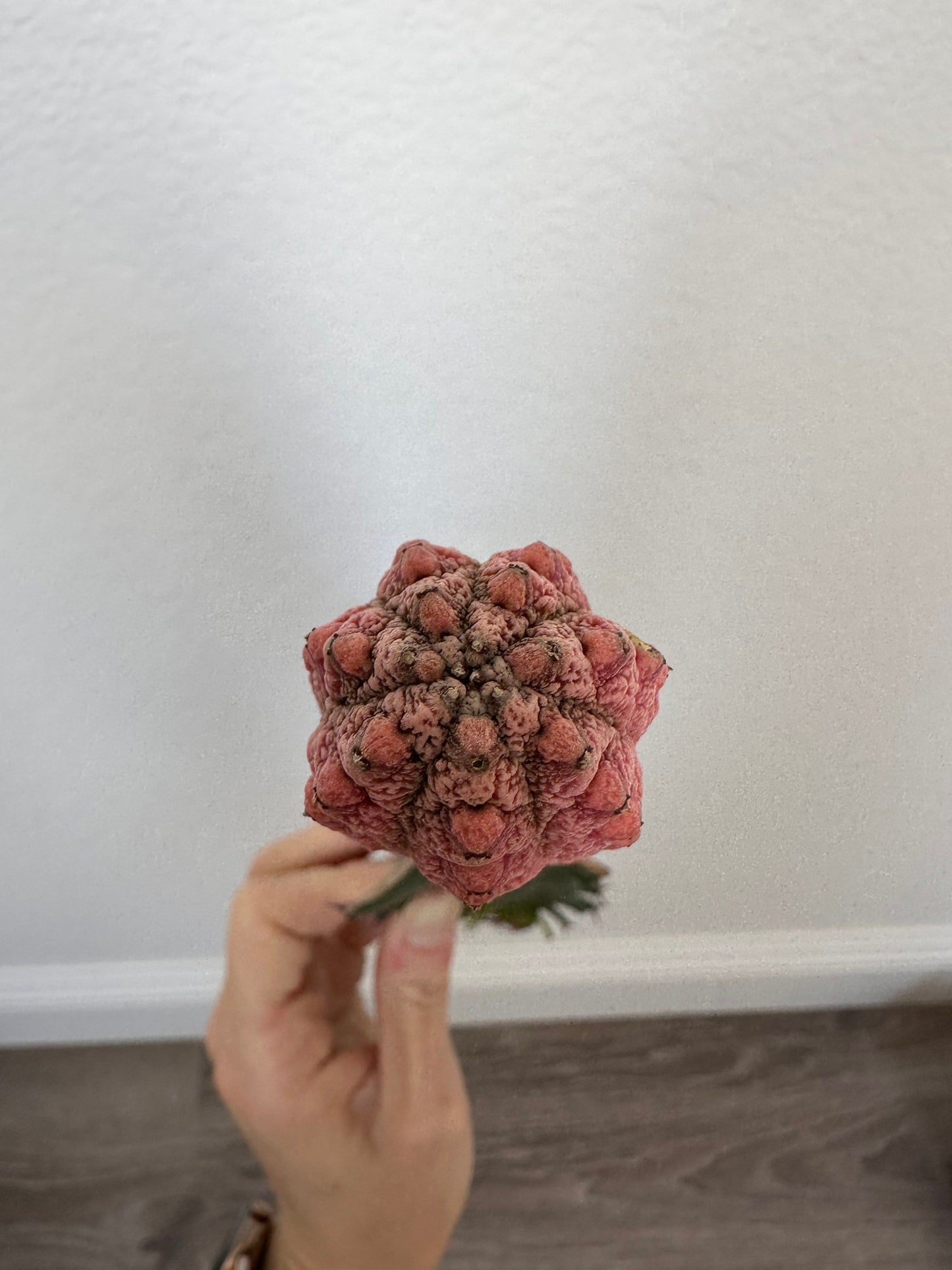 Euphorbia Abdelkuri Damask Pink Cluster or Single Option - Unique Live Cactus - Candelabra-like Succulent