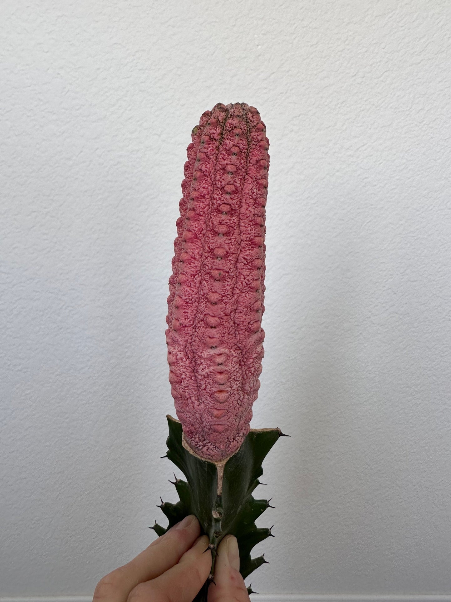 Euphorbia Abdelkuri Damask Pink Cluster or Single Option - Unique Live Cactus - Candelabra-like Succulent