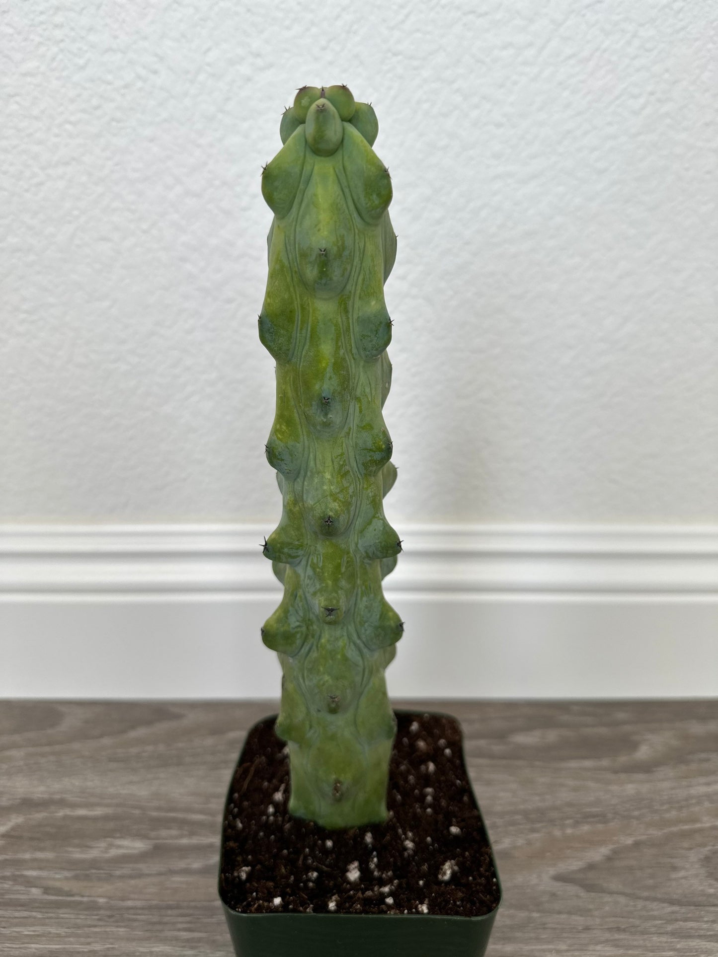 Myrtillocactus Geometrizans - Boobie Cactus (options of 5'', 6'', 8'', 7'', 9'', 10'', 12'' and 13")