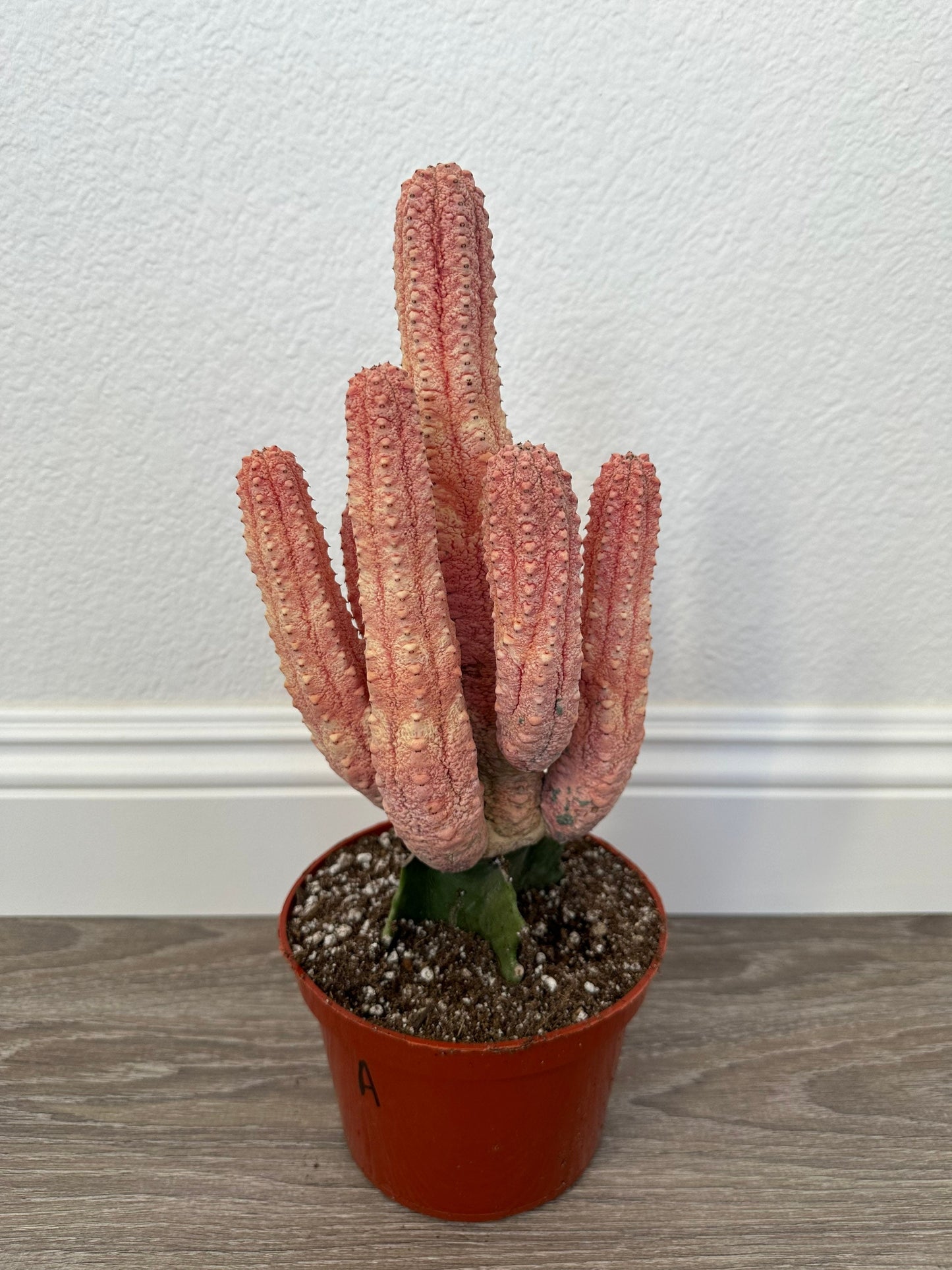 Euphorbia Abdelkuri Damask Pink Cluster or Single Option - Unique Live Cactus - Candelabra-like Succulent