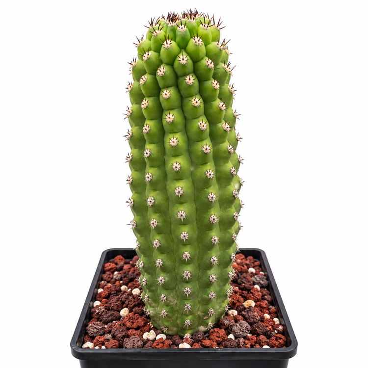 Trichocereus brevispinulosus | Indian Comb Cactus | 12–14 Inches Tall