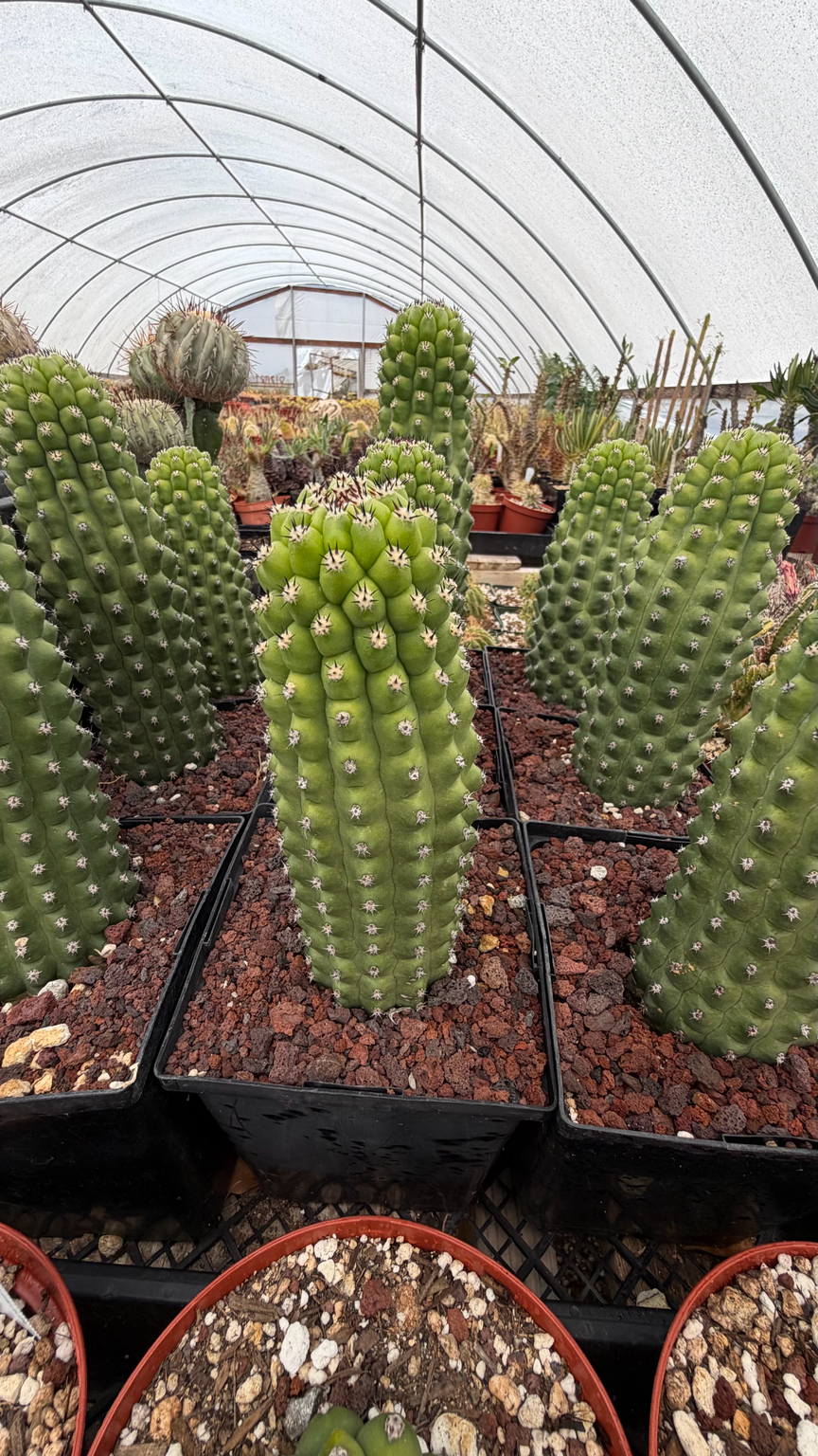 Trichocereus brevispinulosus | Indian Comb Cactus | 12–14 Inches Tall