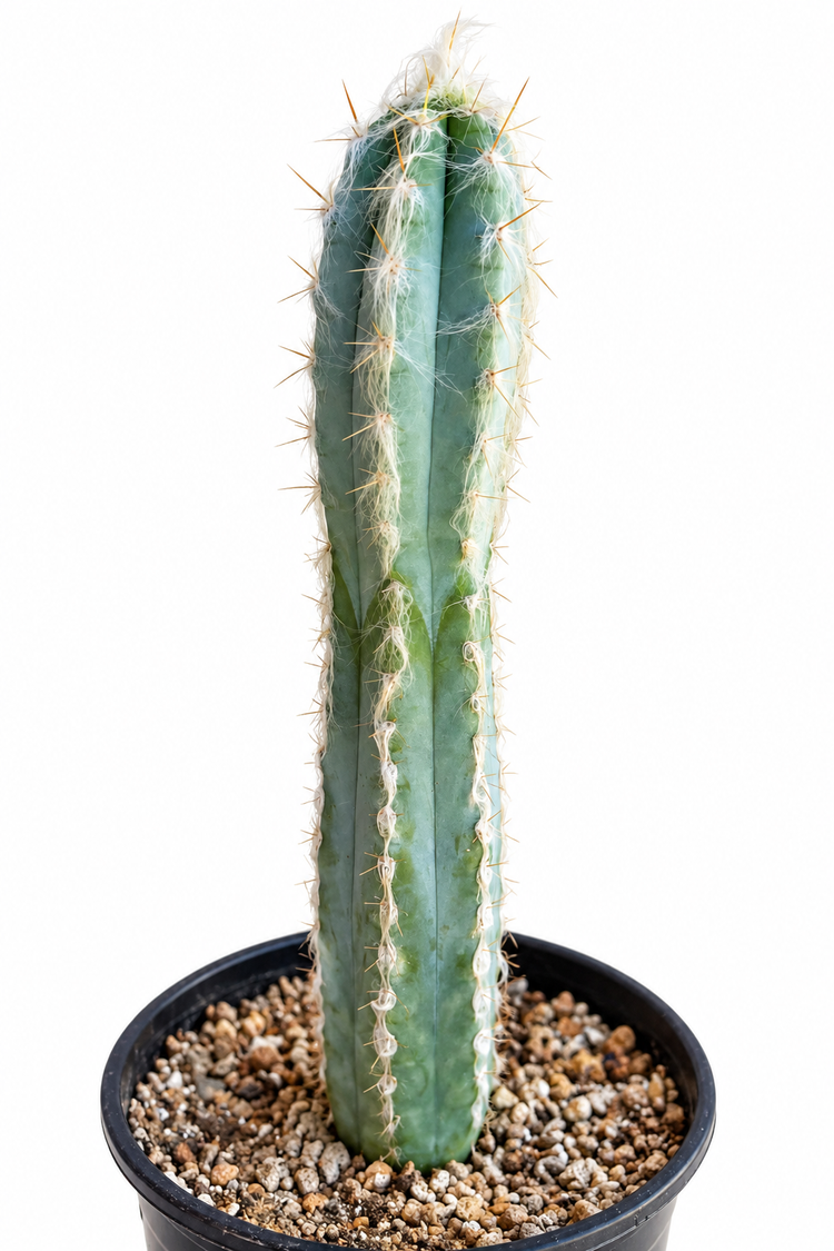 Blue Pilosocereus pachycladus Cactus | Tall Rare Live Plant