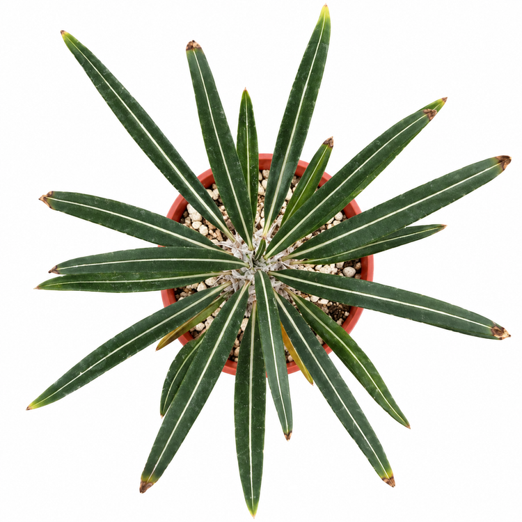Pachypodium geayi | Silver Madagascar Palm | Seed-Grown Live Plant