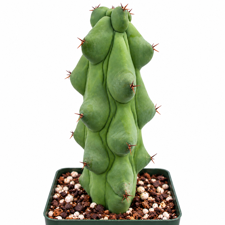 Myrtillocactus Geometrizans - Boobie Cactus (options of 5'', 6'', 8'', 7'',  9'', 10'', 12'' and 13")