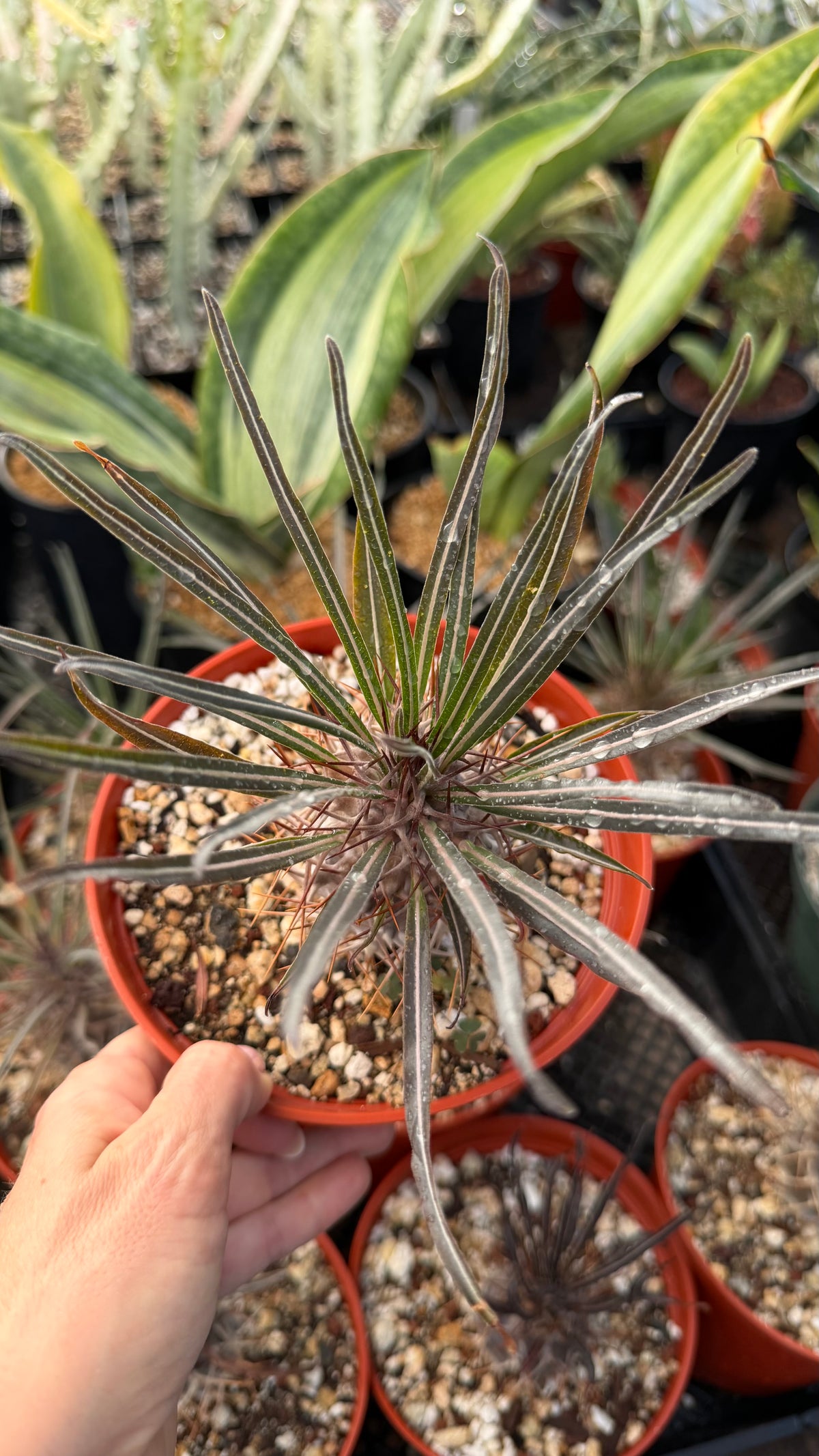 Pachypodium geayi | Silver Madagascar Palm | Seed-Grown Live Plant