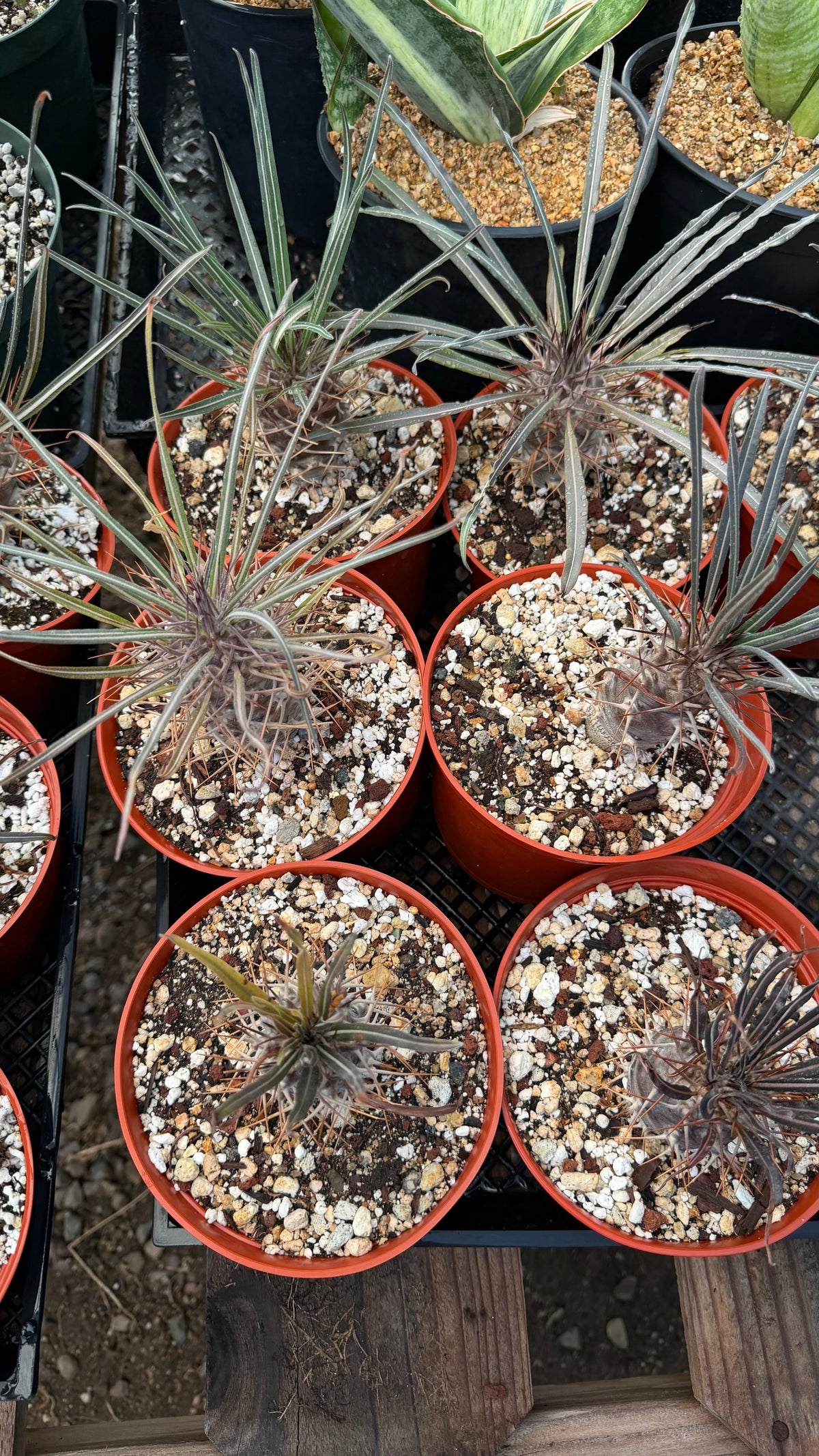 Pachypodium geayi | Silver Madagascar Palm | Seed-Grown Live Plant