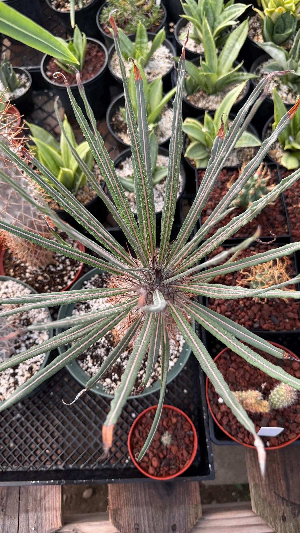 Pachypodium geayi | Silver Madagascar Palm | Seed-Grown Live Plant