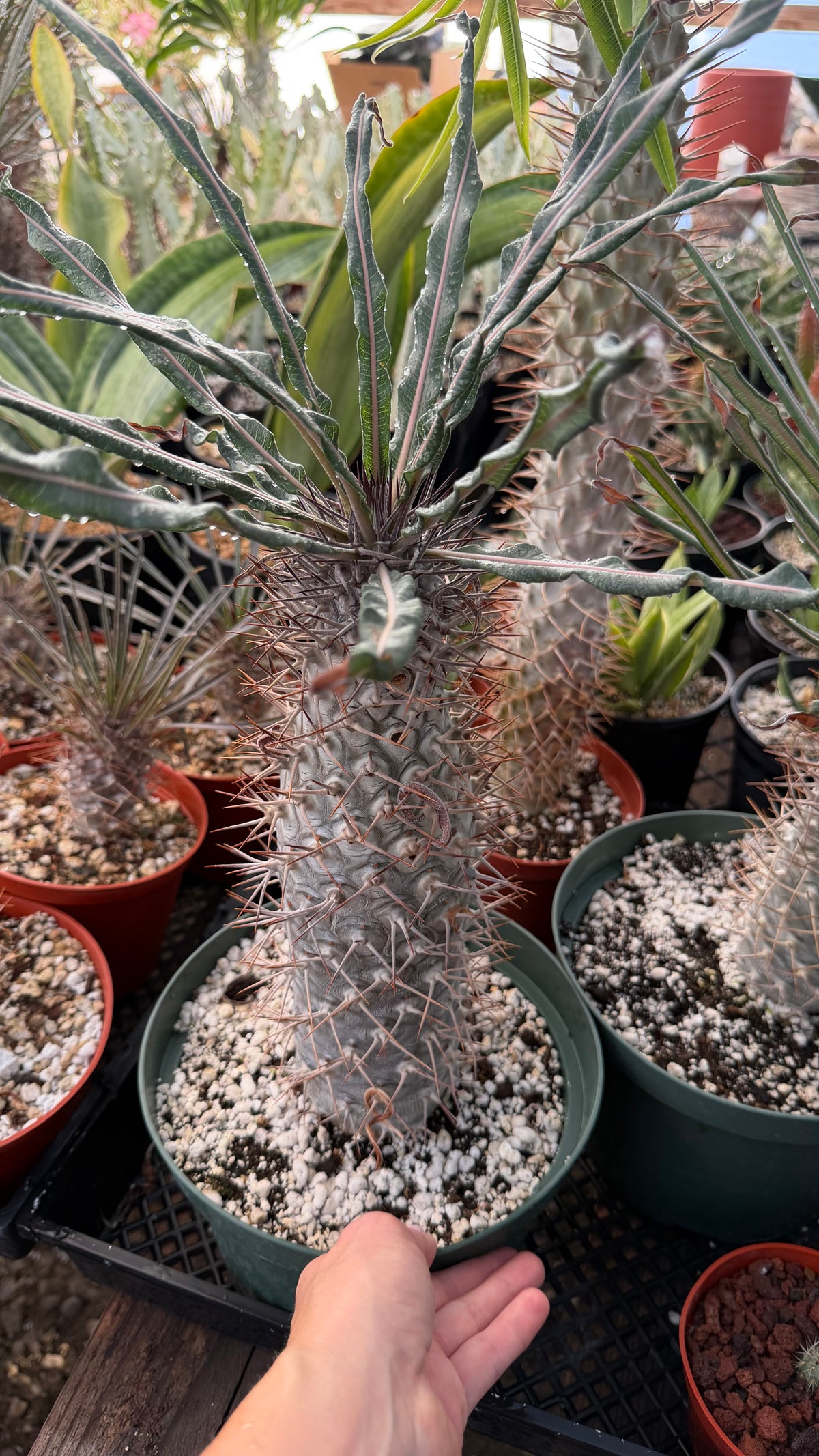 Pachypodium geayi | Silver Madagascar Palm | Seed-Grown Live Plant