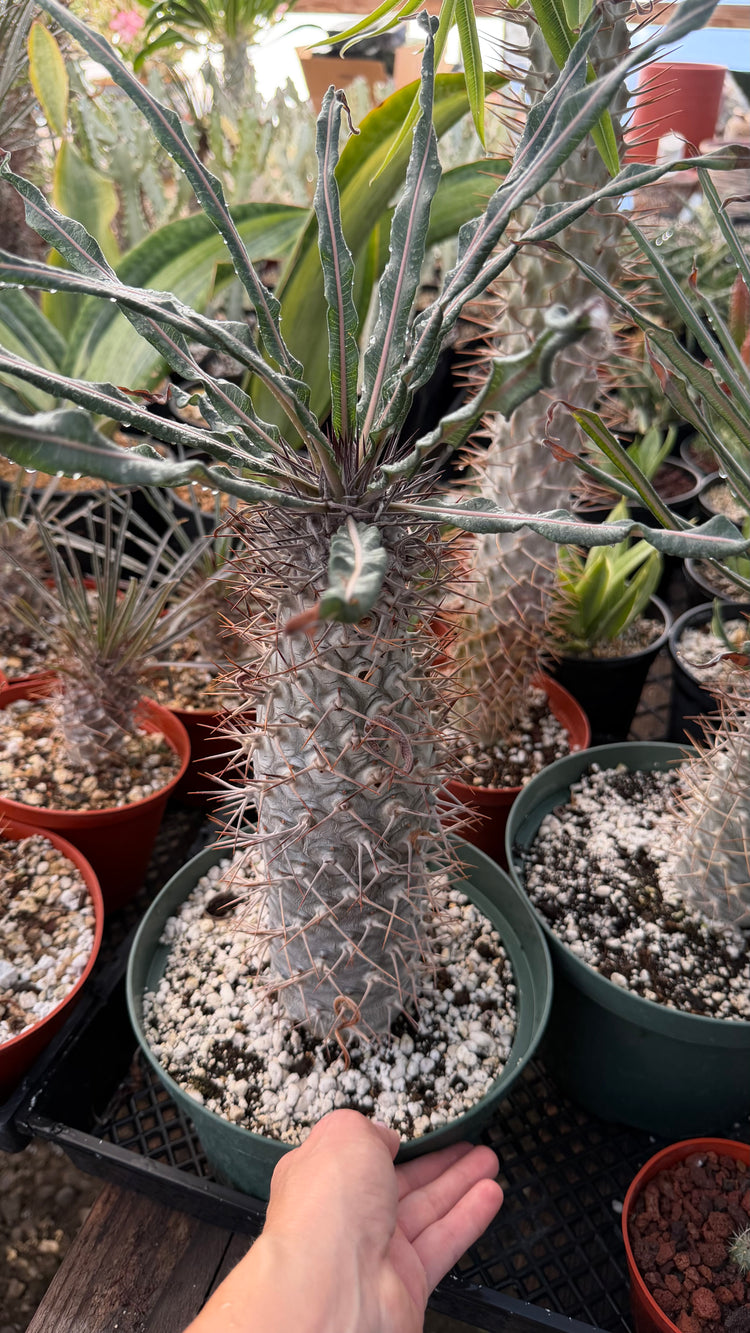 Pachypodium geayi | Silver Madagascar Palm | Seed-Grown Live Plant