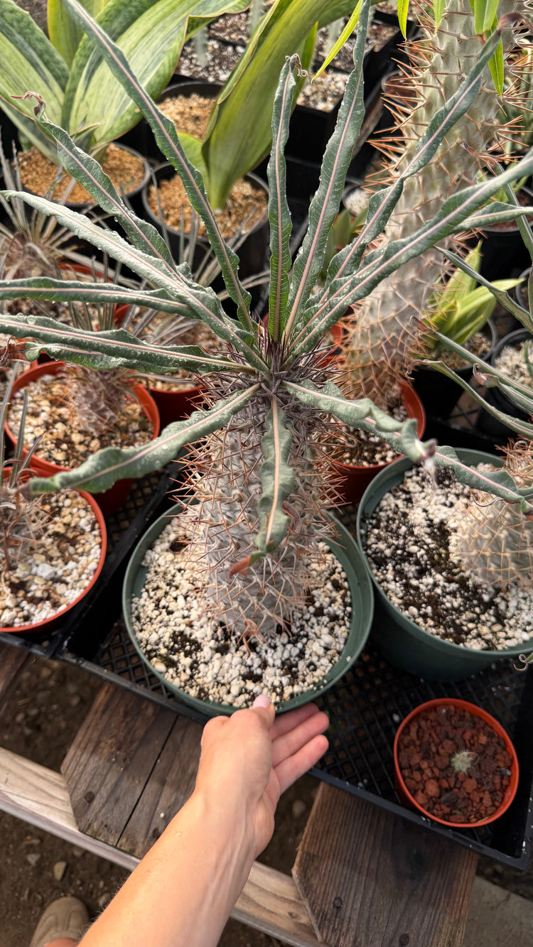 Pachypodium geayi | Silver Madagascar Palm | Seed-Grown Live Plant