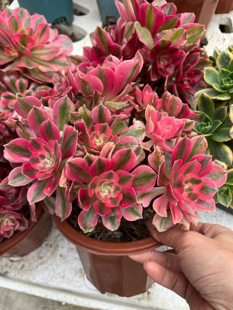 Aeonium ‘Pink Witch’ Rooted Single Head Live Plant | 3.25-Inch Pot